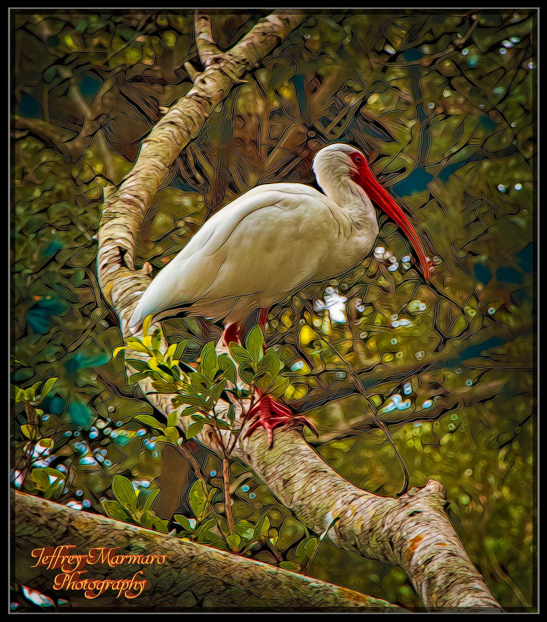 White Ibis on a Perch