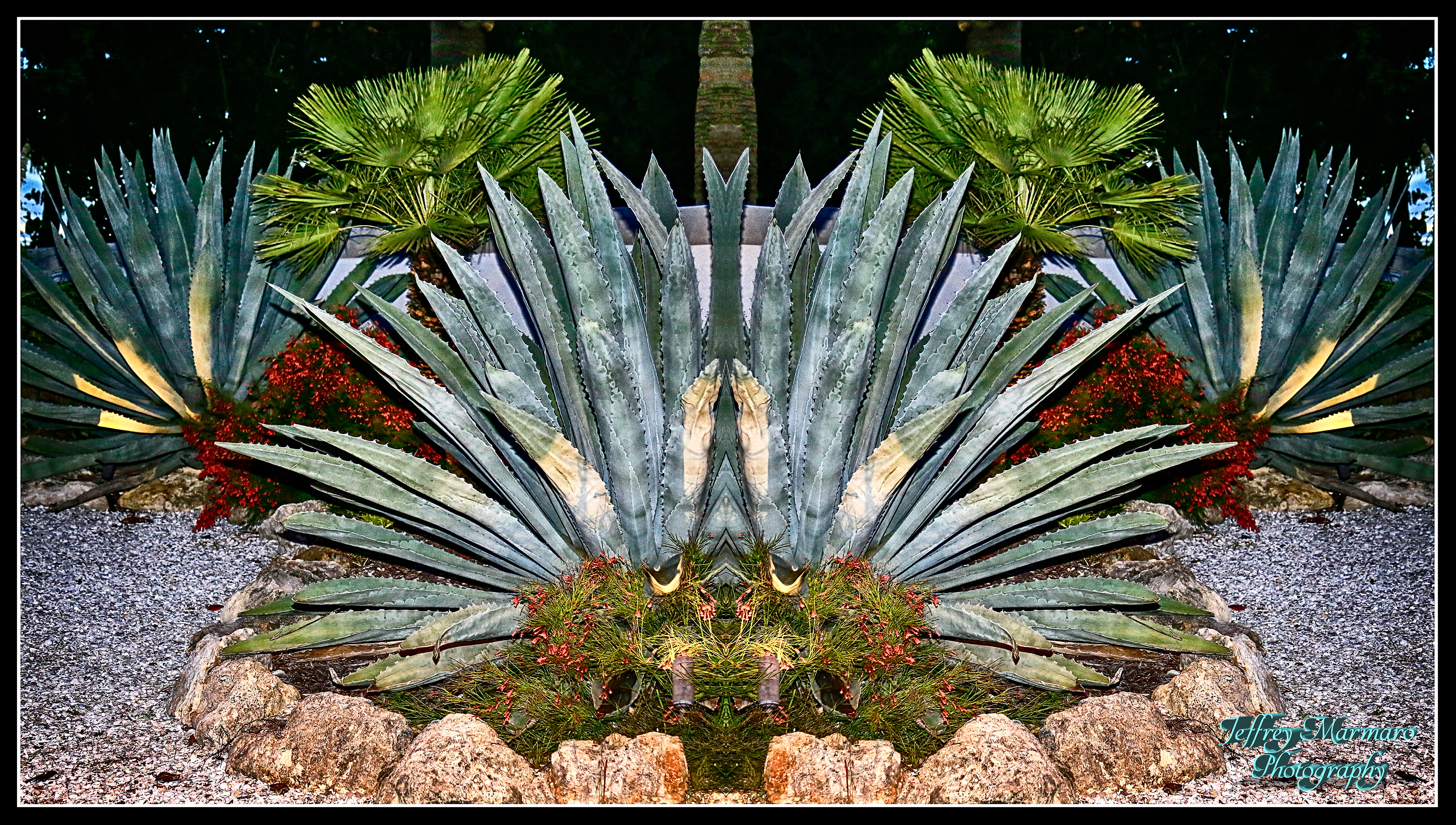 Sad Sword Plant