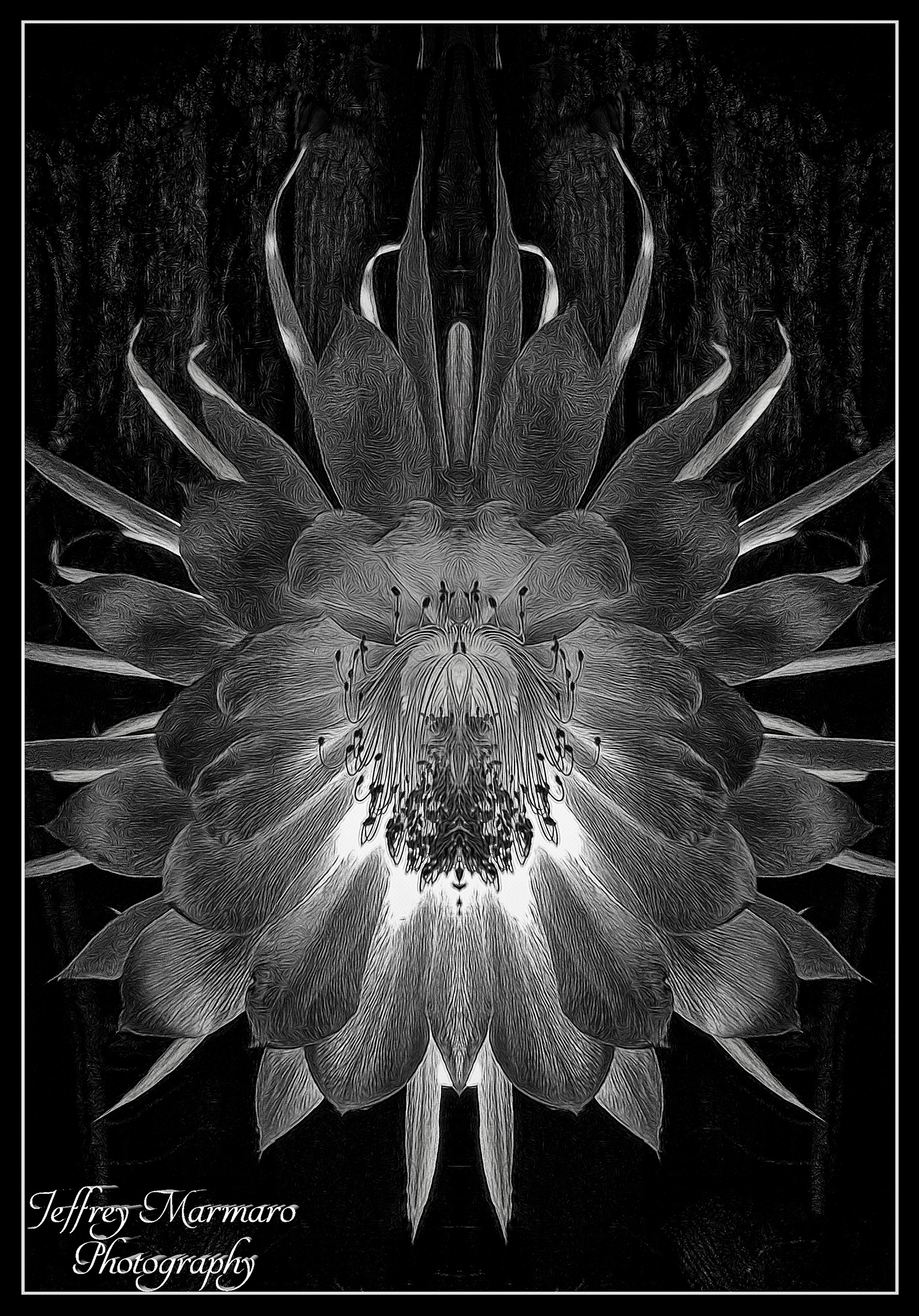 Night Blooming Cereus - mono