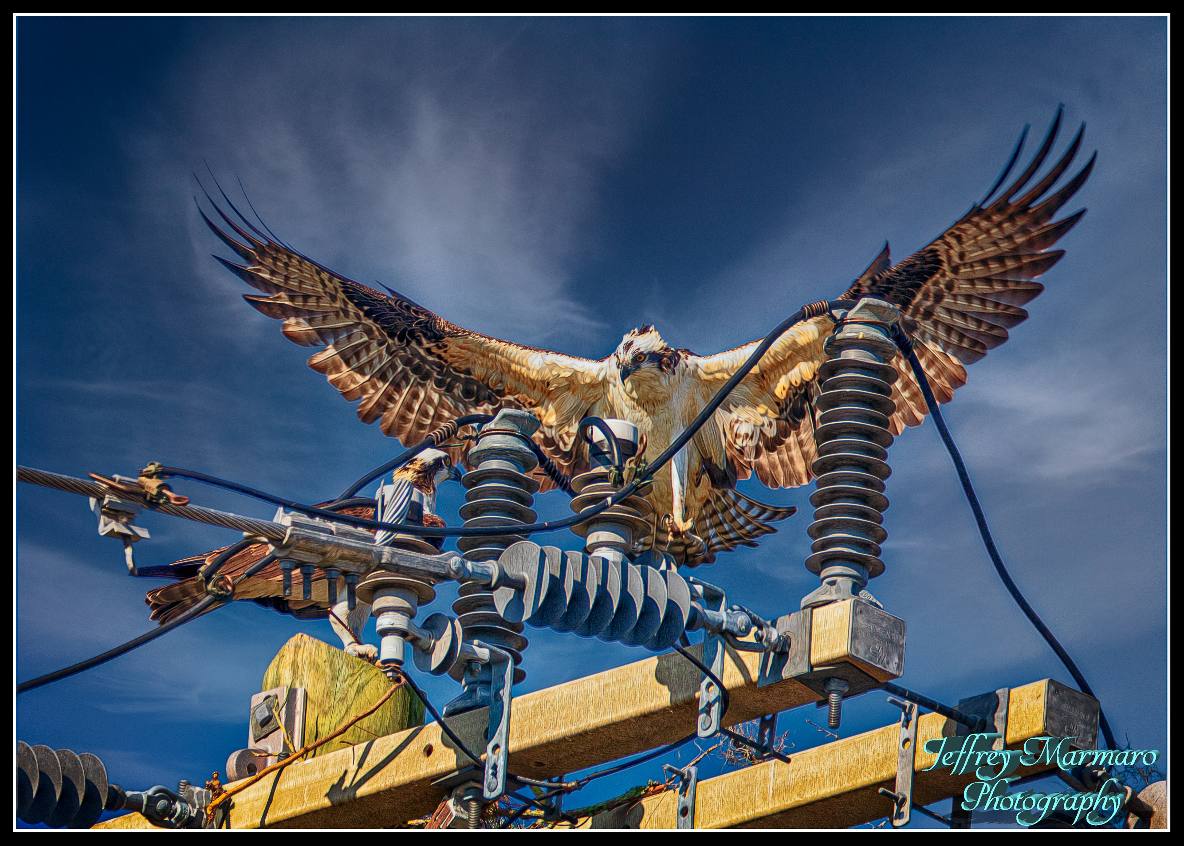 Nesting Ospreys greeting each other
