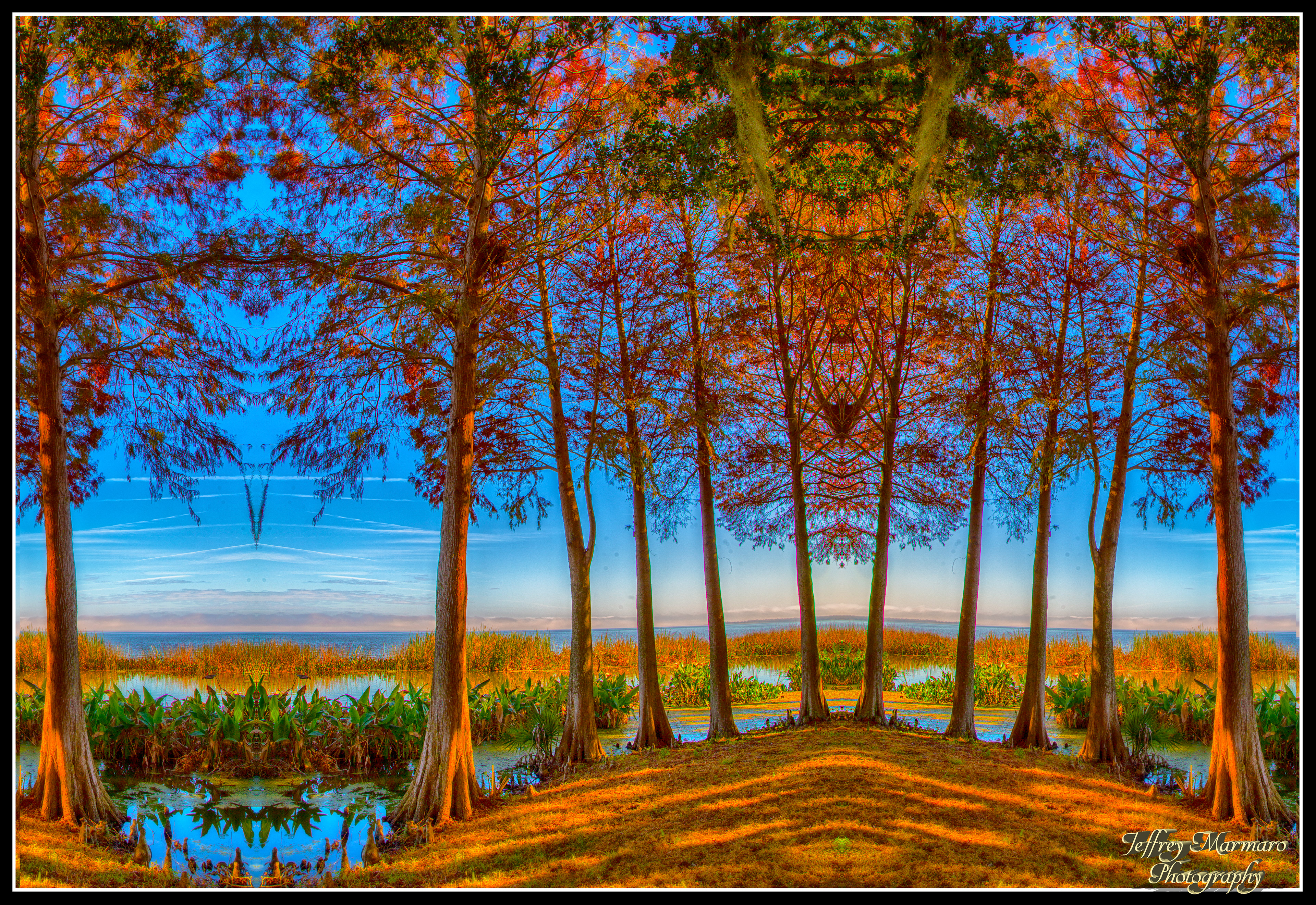 Apopka Copse