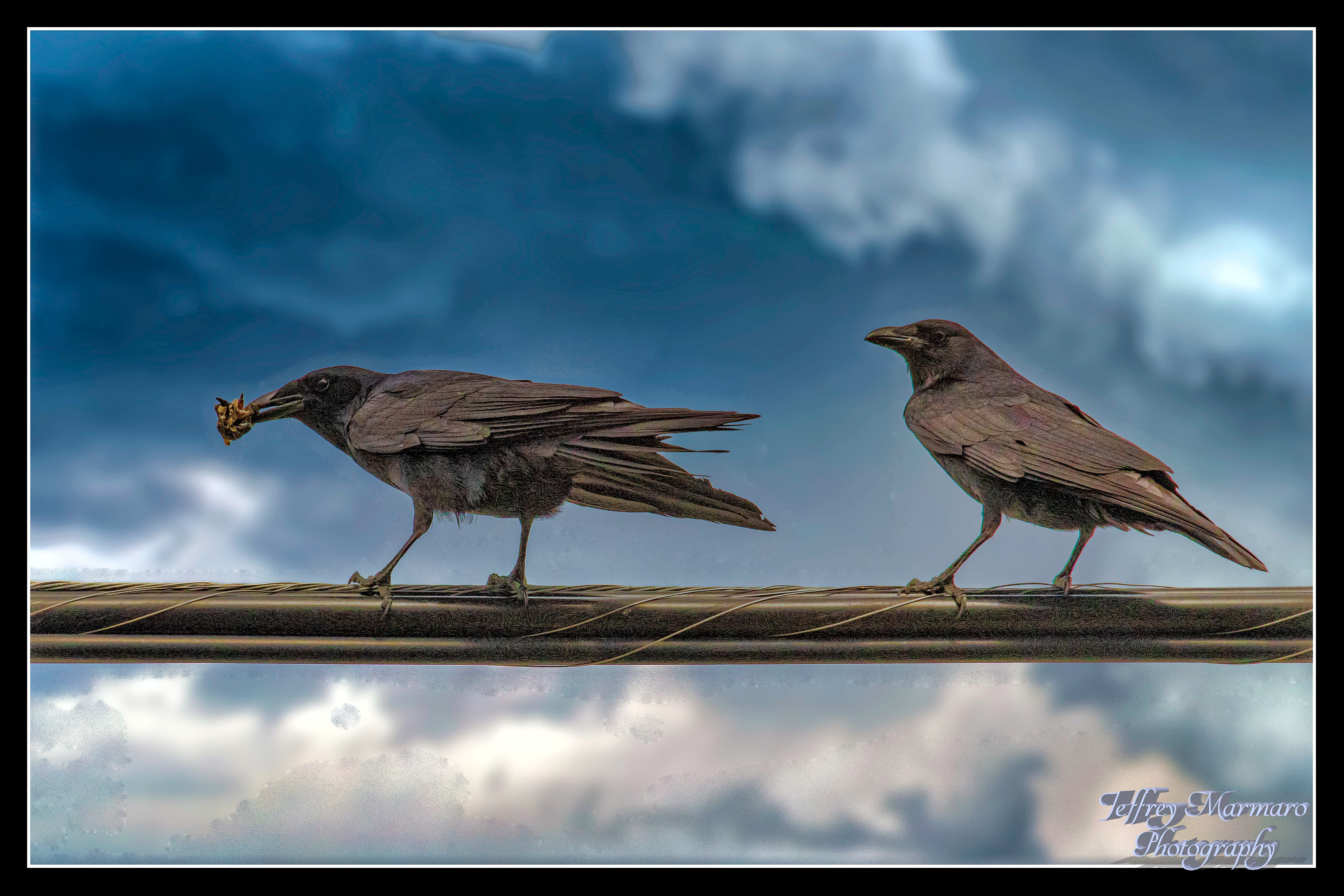 Almost a Murder of Crows
