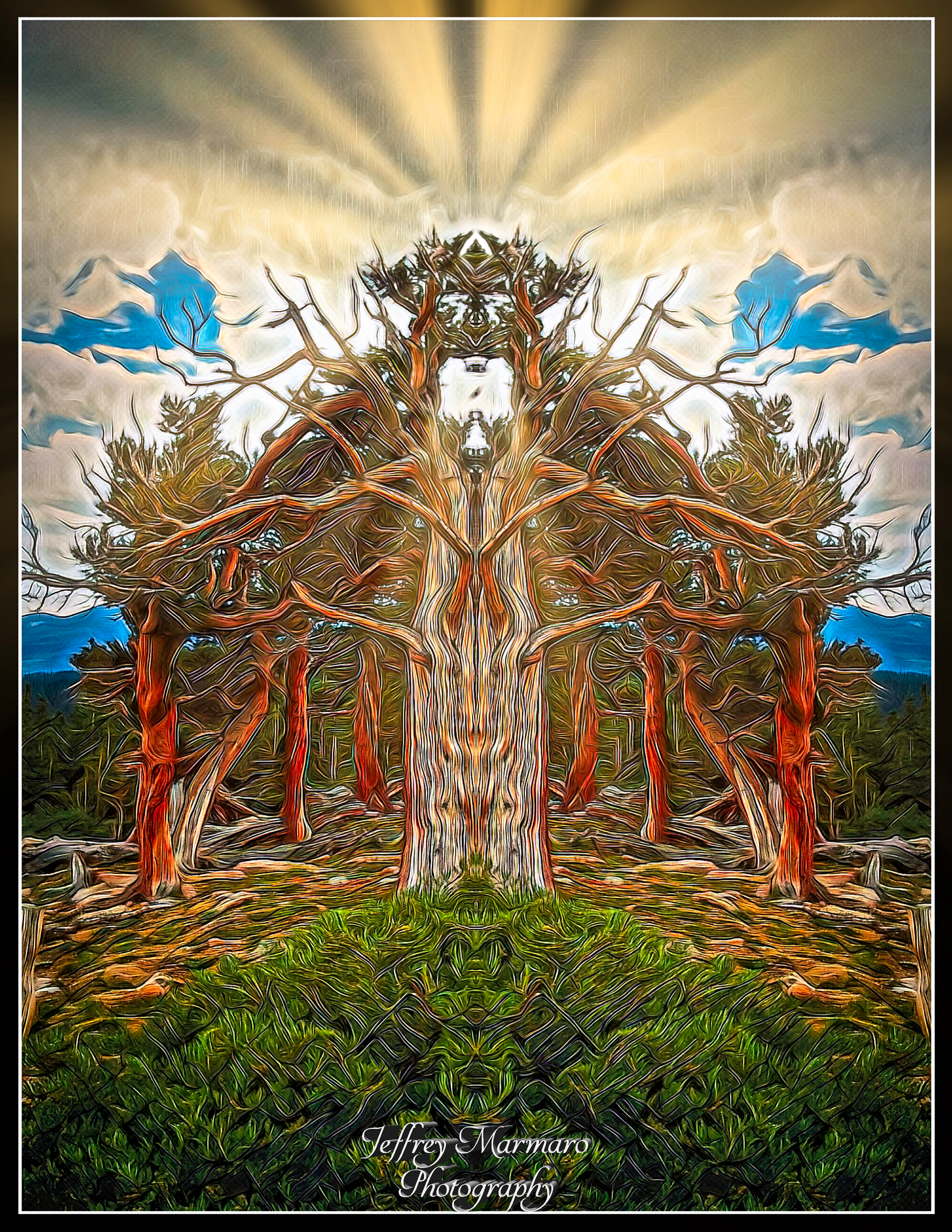 Bristling Bristlecone Red
