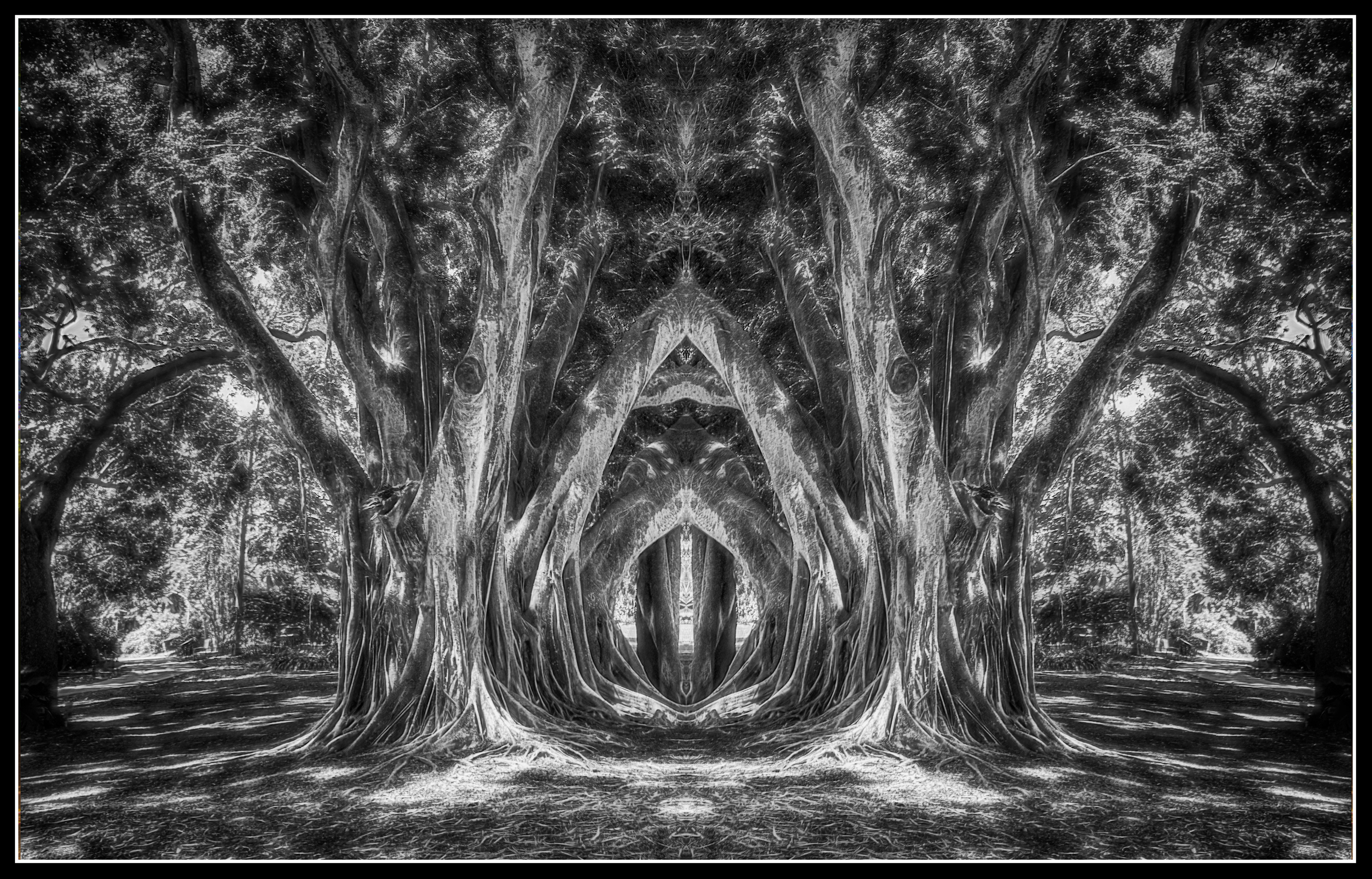 Aragog's Arbor -monochrome