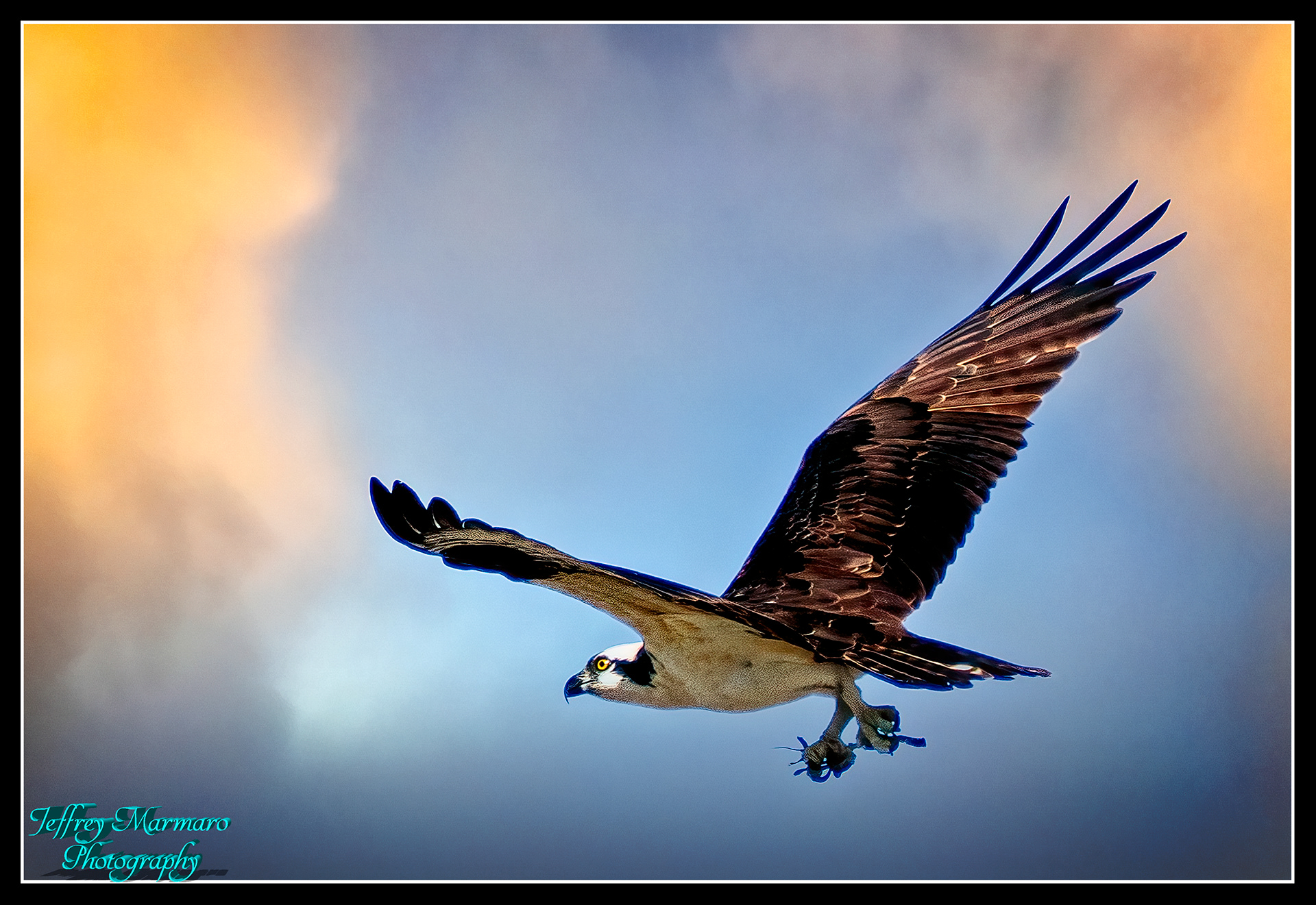 Nesting Osprey carring sticks