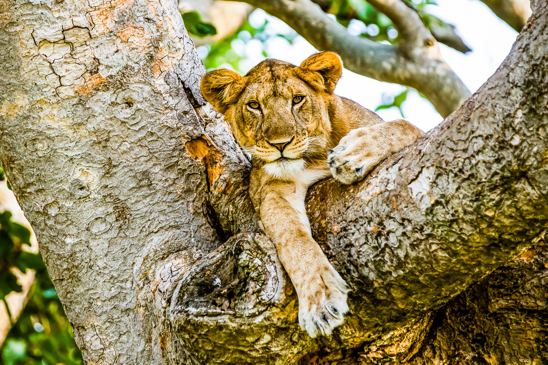 2Travel 2Safaris