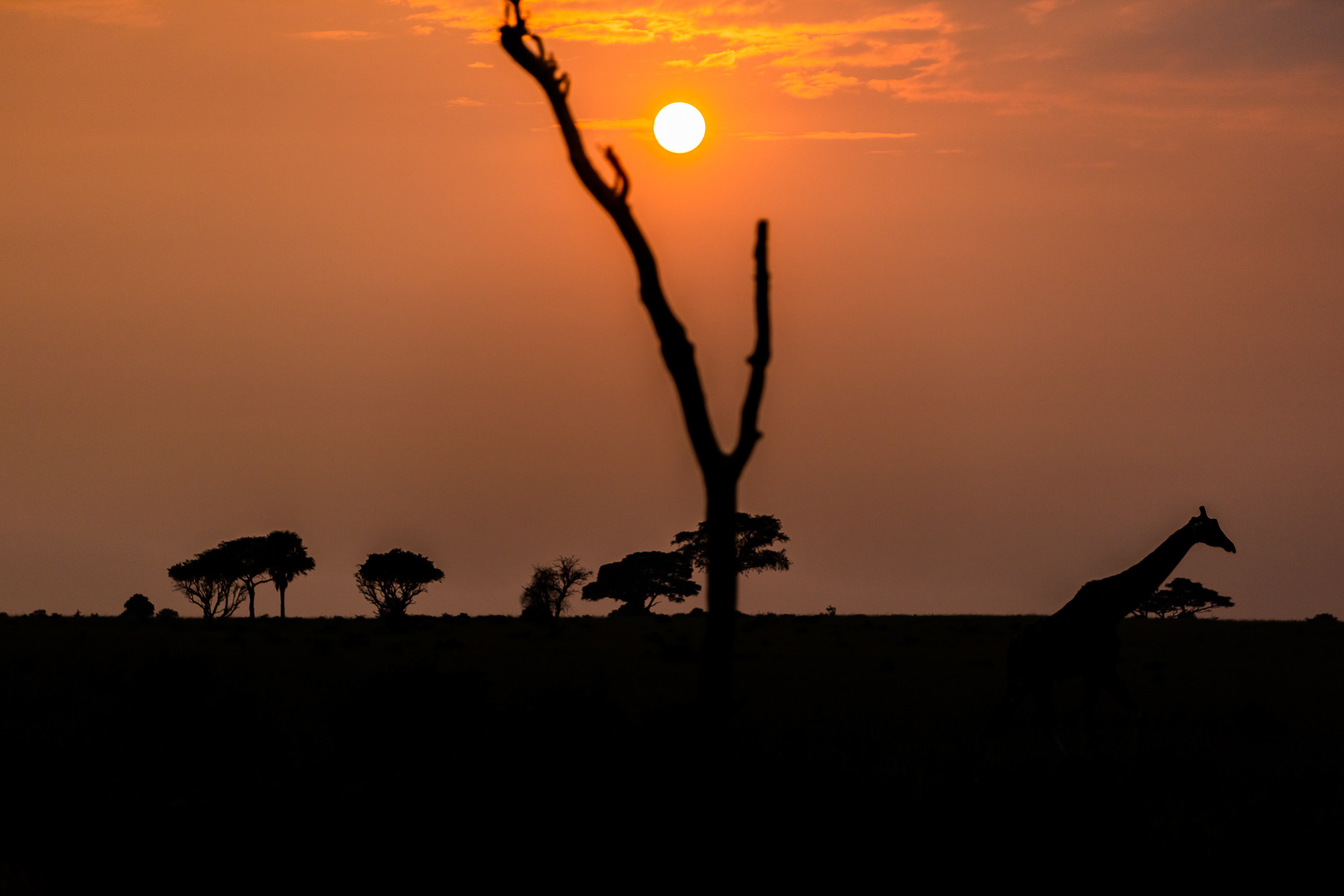 2 Travel 2 Safaris
