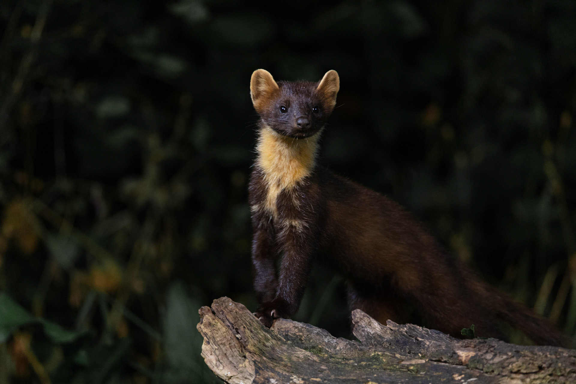 Pine Marten | The Netherlands