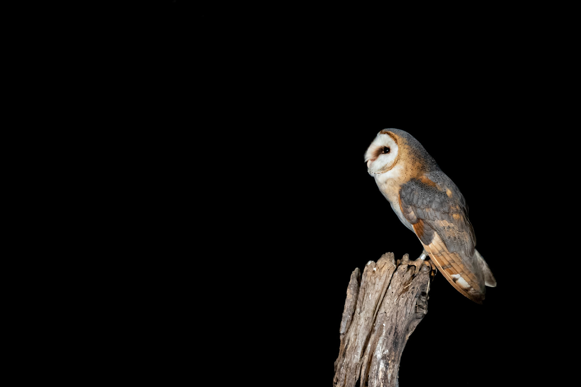 Barn Owl | The Netherlands
