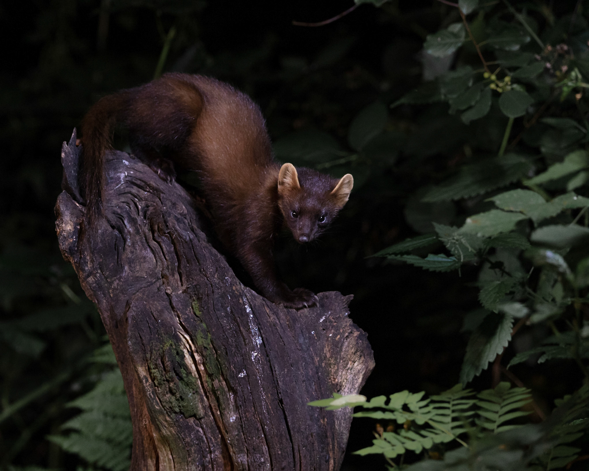 Pine Marten | The Netherlands