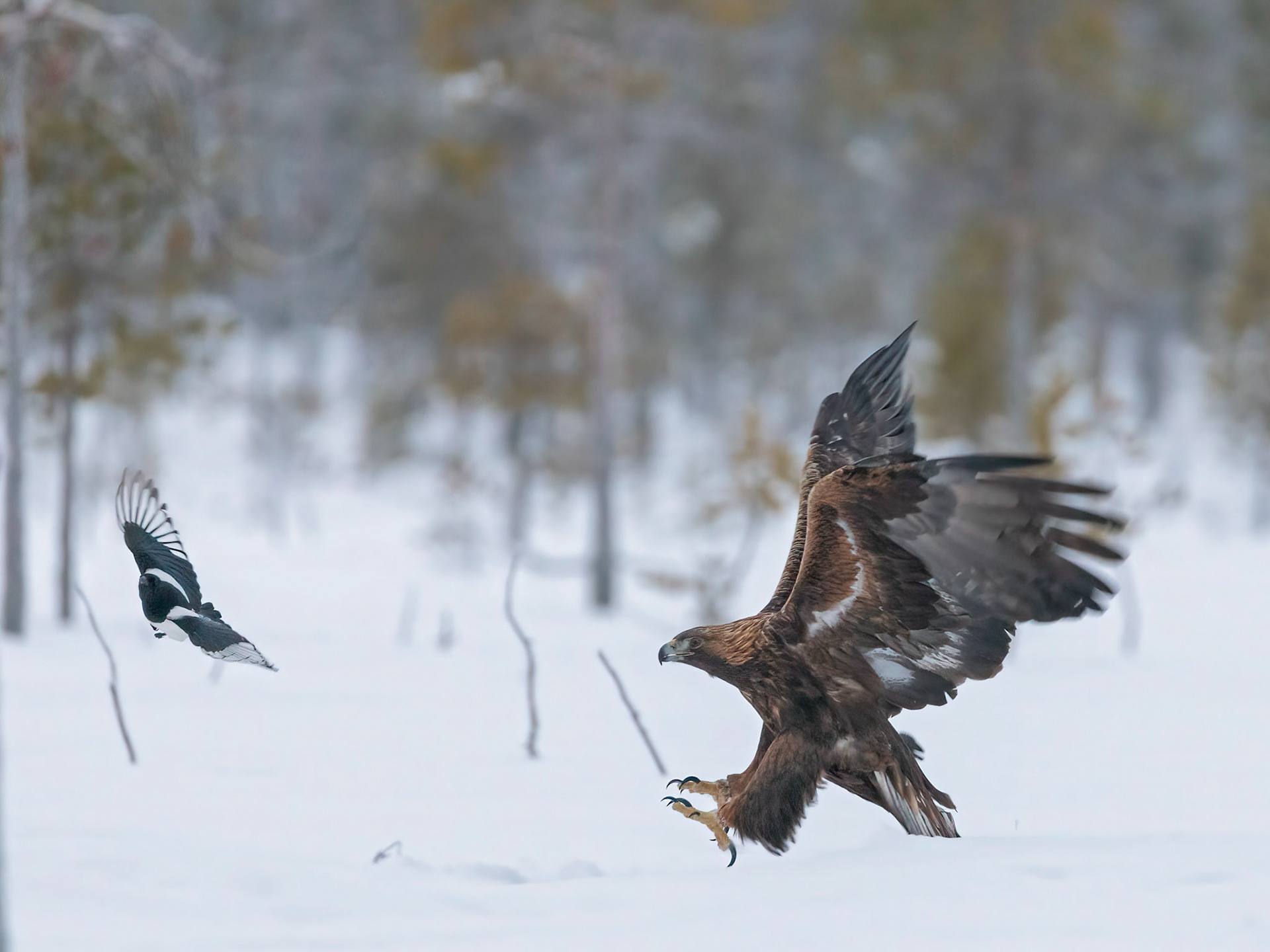 Golden Eagle | Sweden