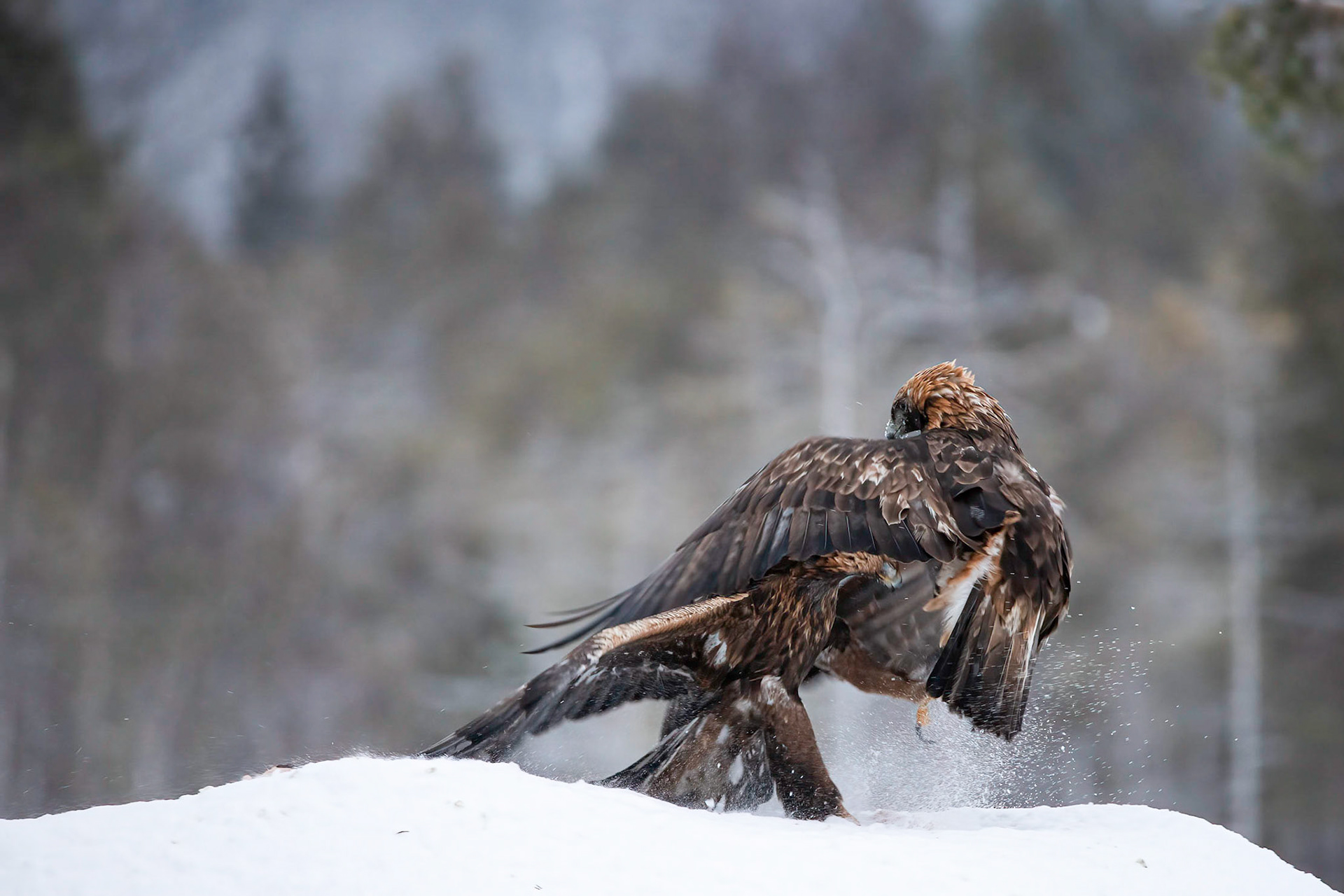 Golden Eagle | Sweden
