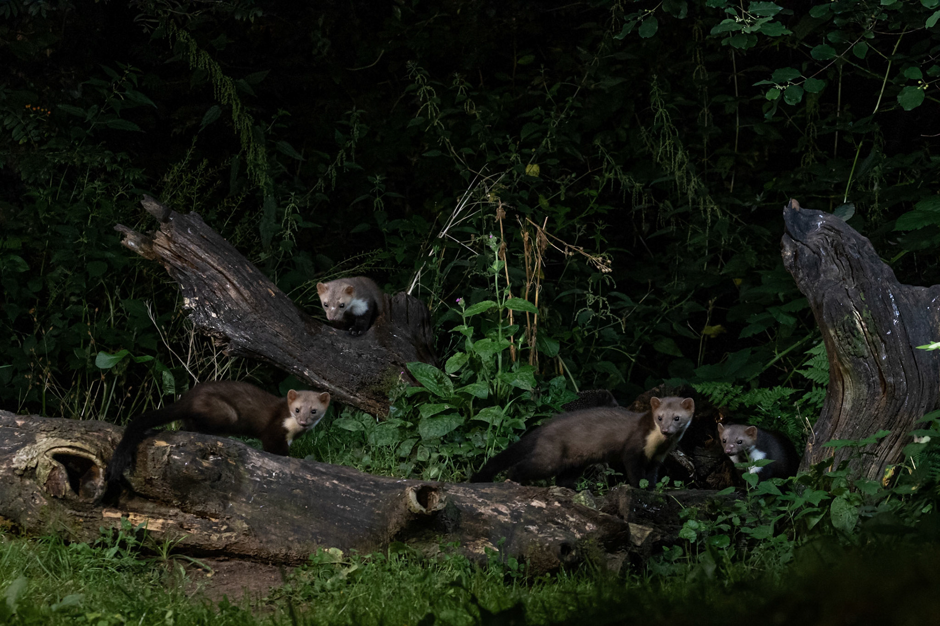 Stone Martens | The Netherlands