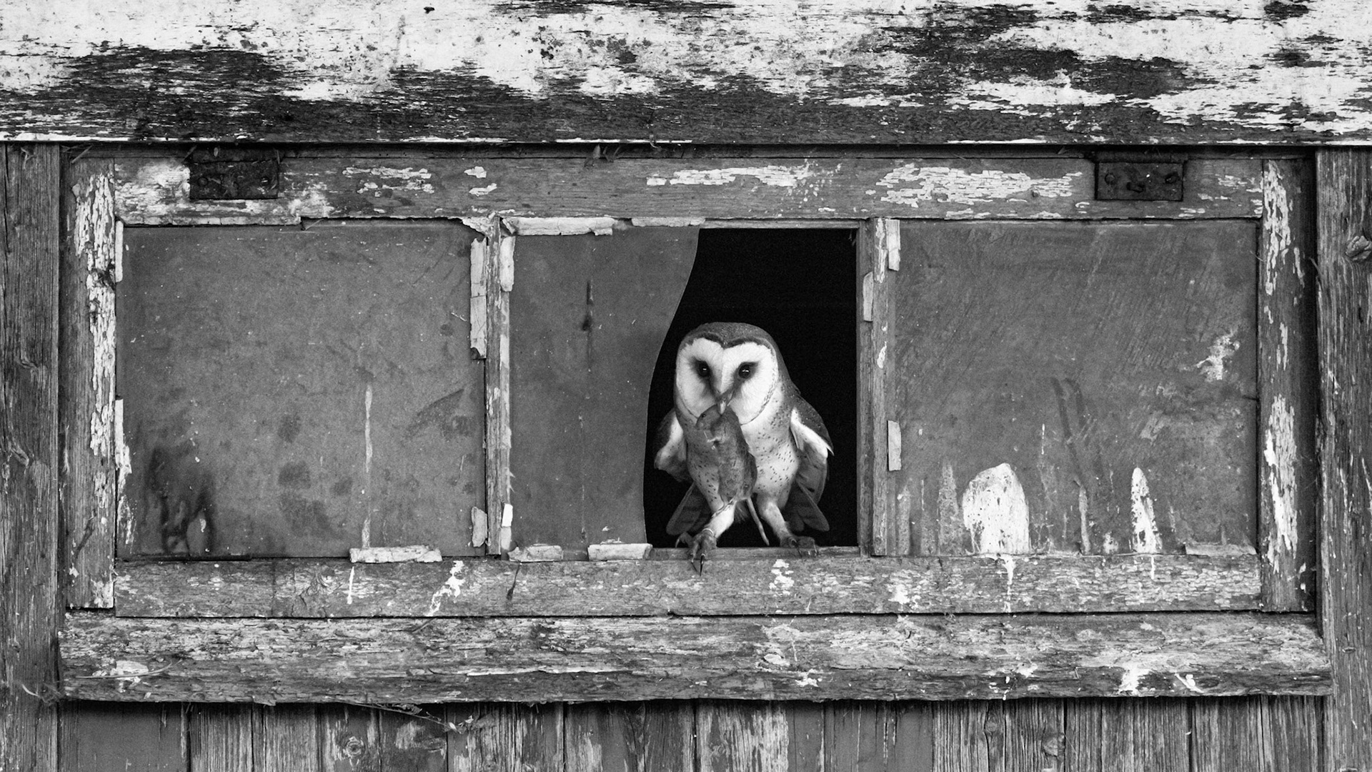Barn Owl | The Netherlands