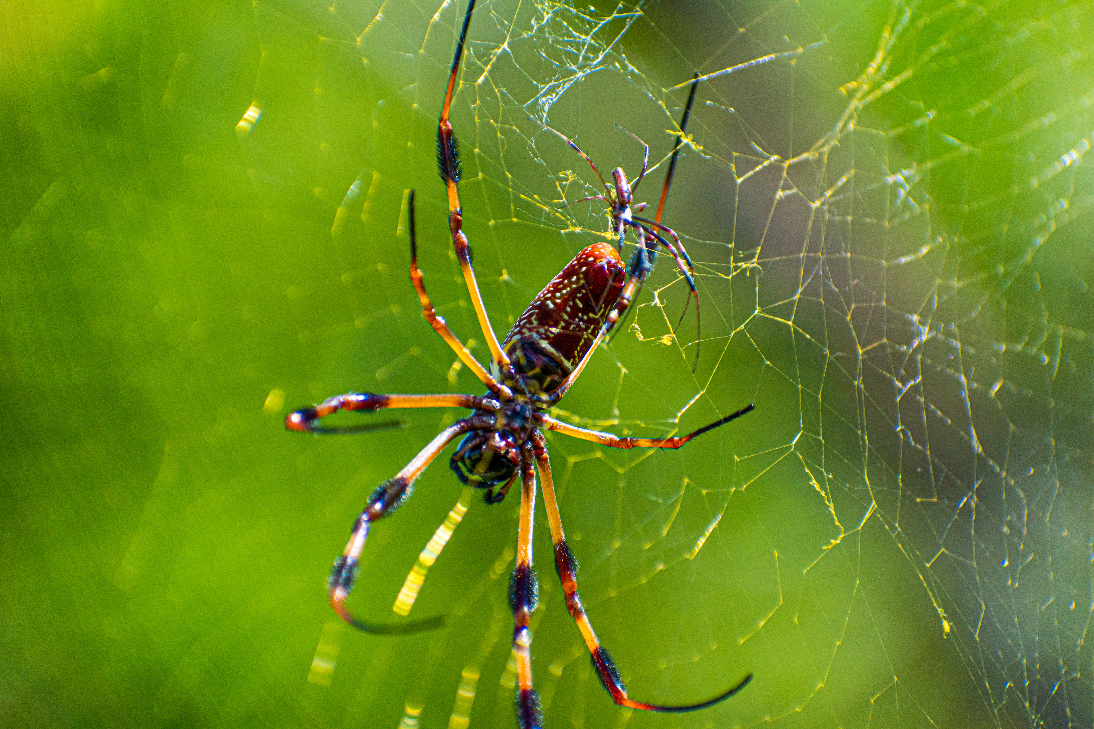 Trichonephila clavipes (Nephila claipes) commonly known as the golden silk orb-weaver, golden silk spider or banana spider