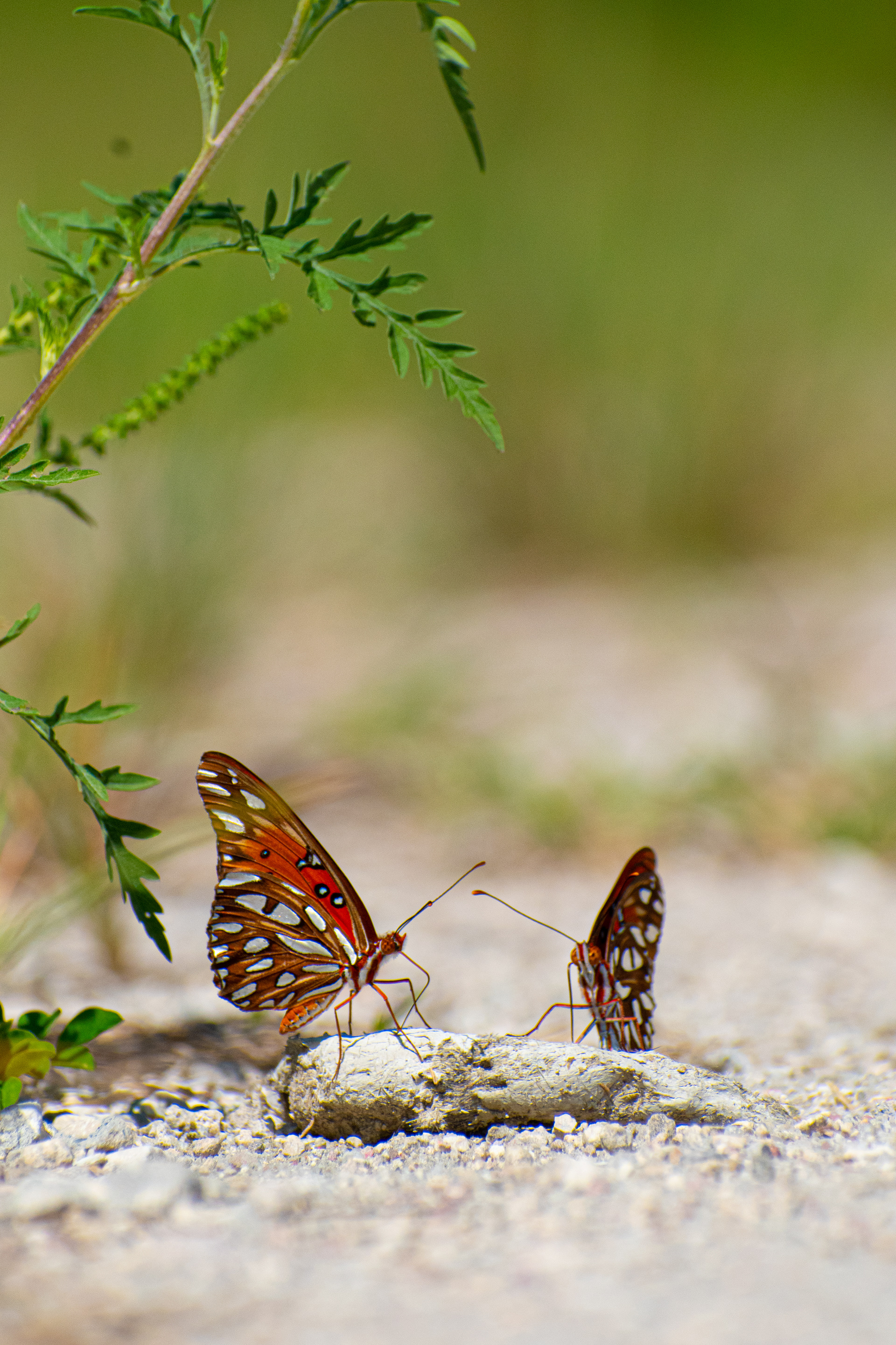 Gulf Fritillary or Passion Butterfly