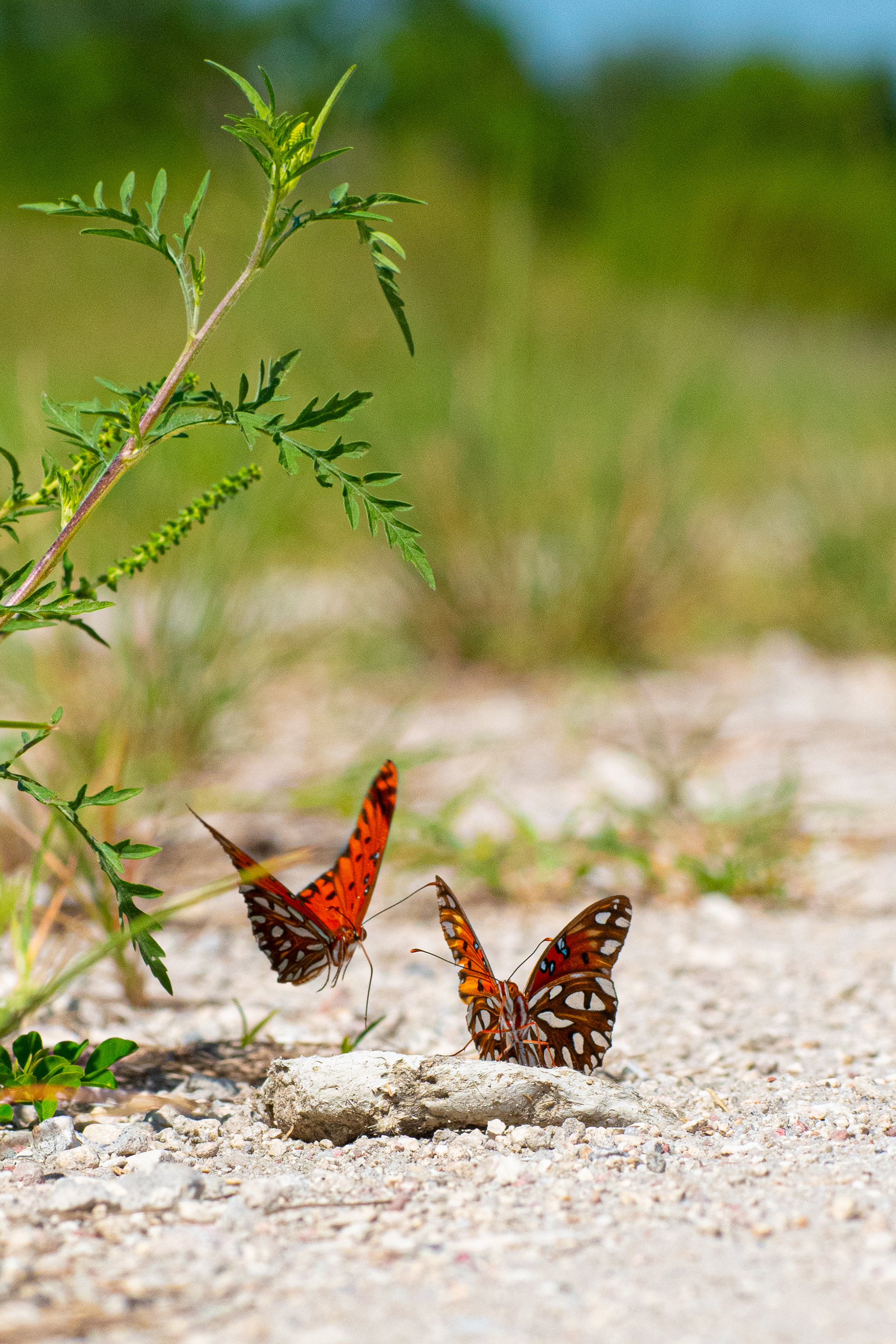 Gulf Fritillary or Passion Butterfly