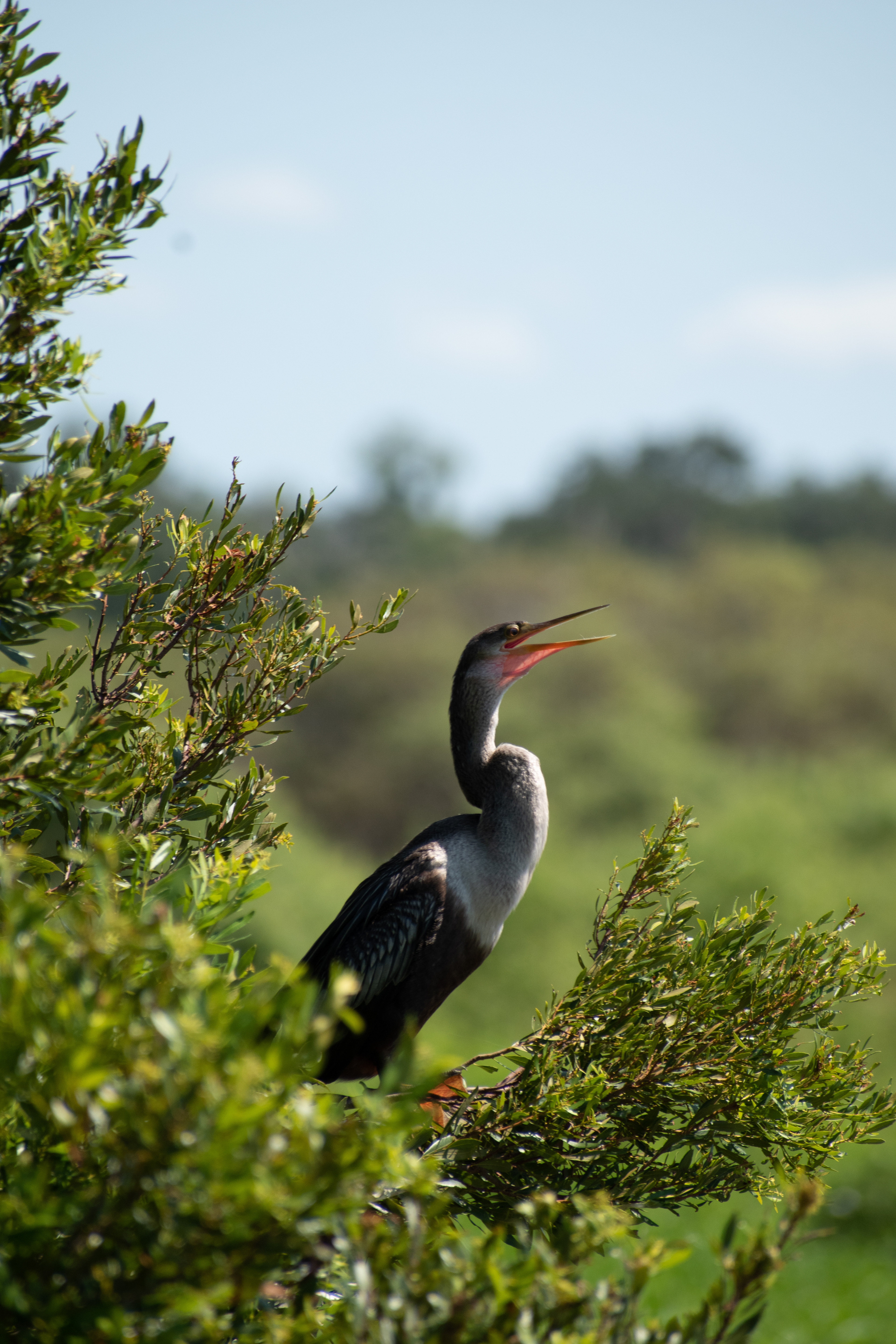 Anhinga, sometimes called snakebird, American darter or water turkey.