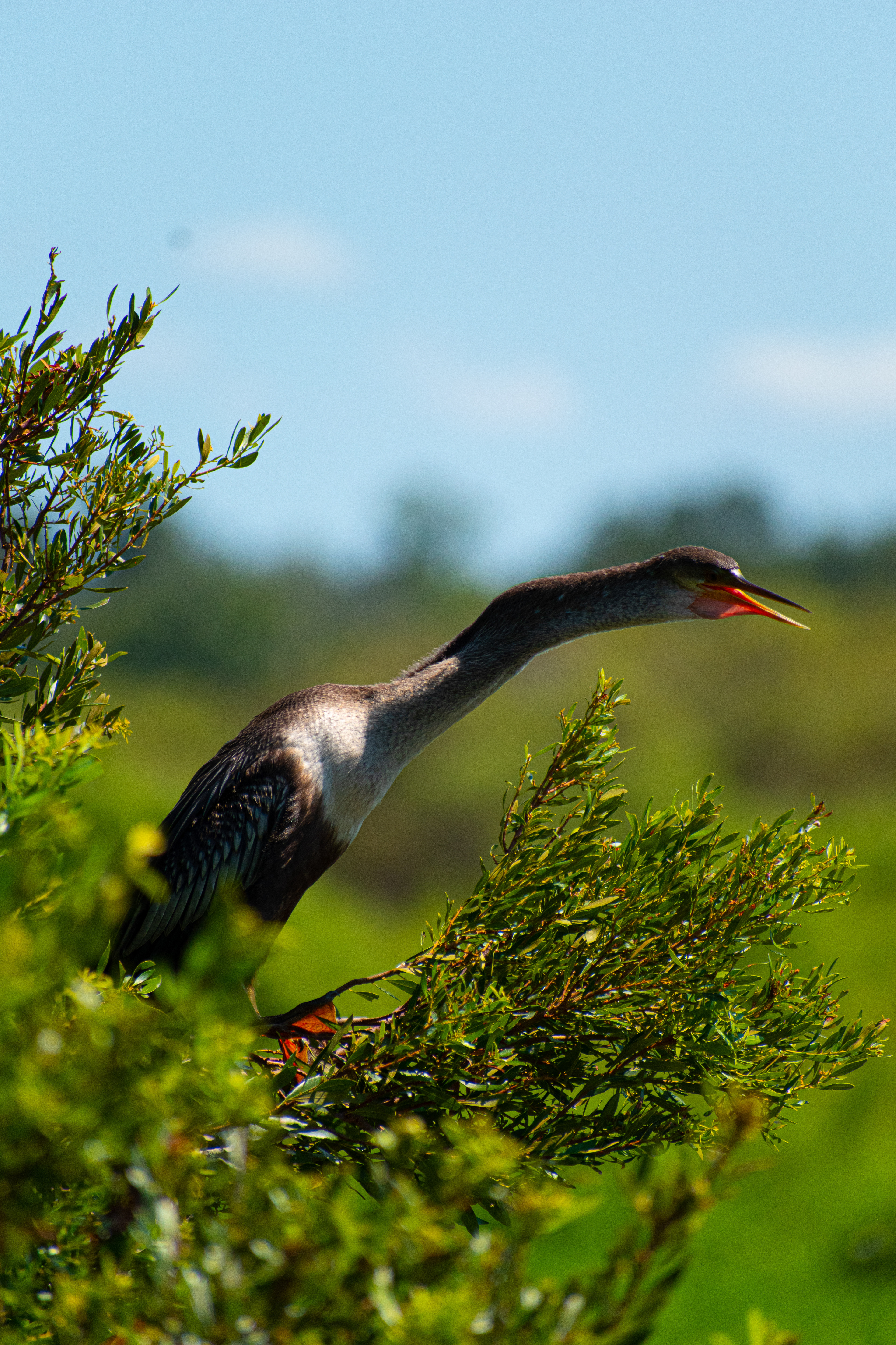 Anhinga, sometimes called snakebird, American darter or water turkey.