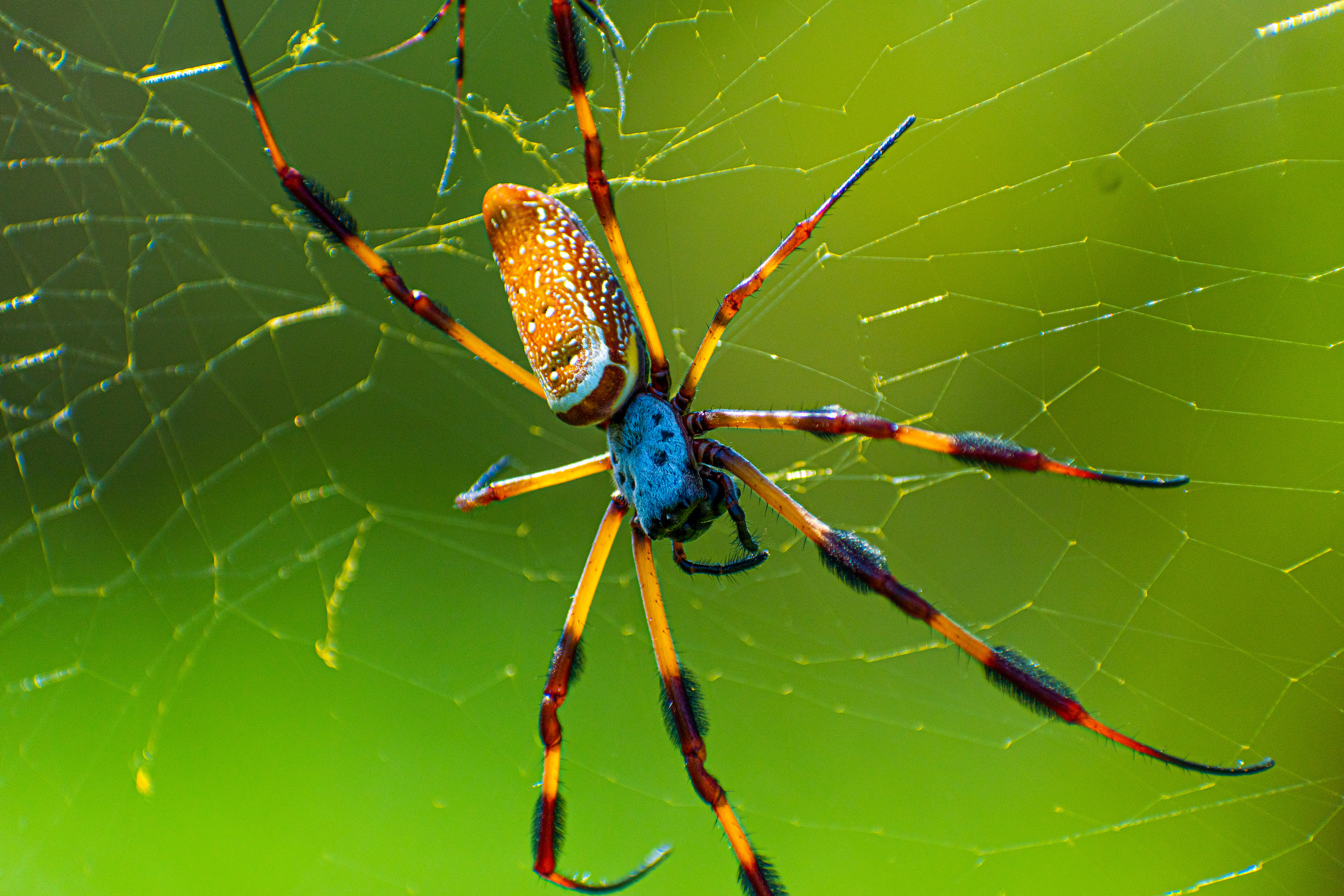 Trichonephila clavipes (Nephila claipes) commonly known as the golden silk orb-weaver, golden silk spider or banana spider