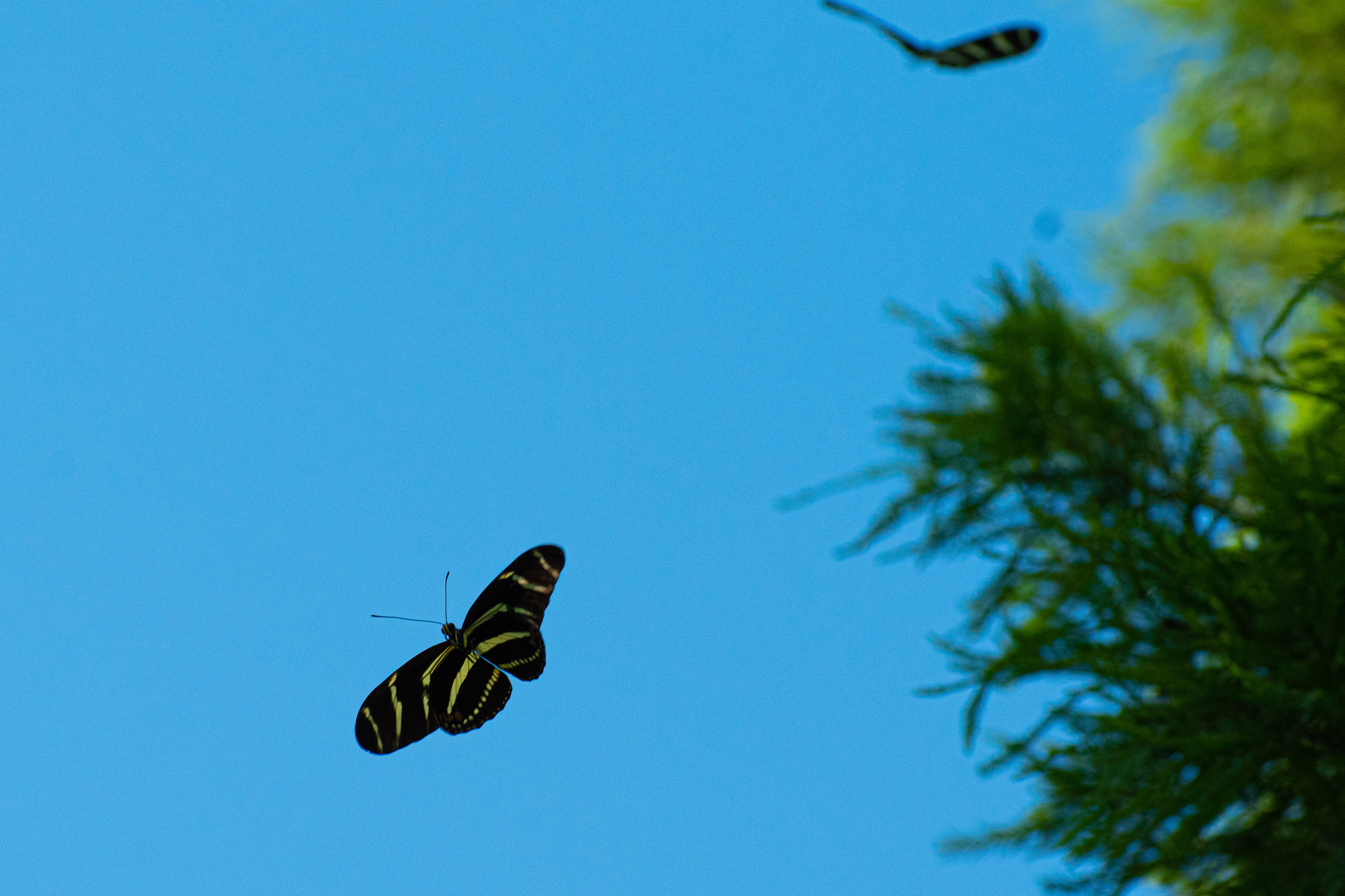 Heliconius charithonia, the zebra longwing or zebra heliconian