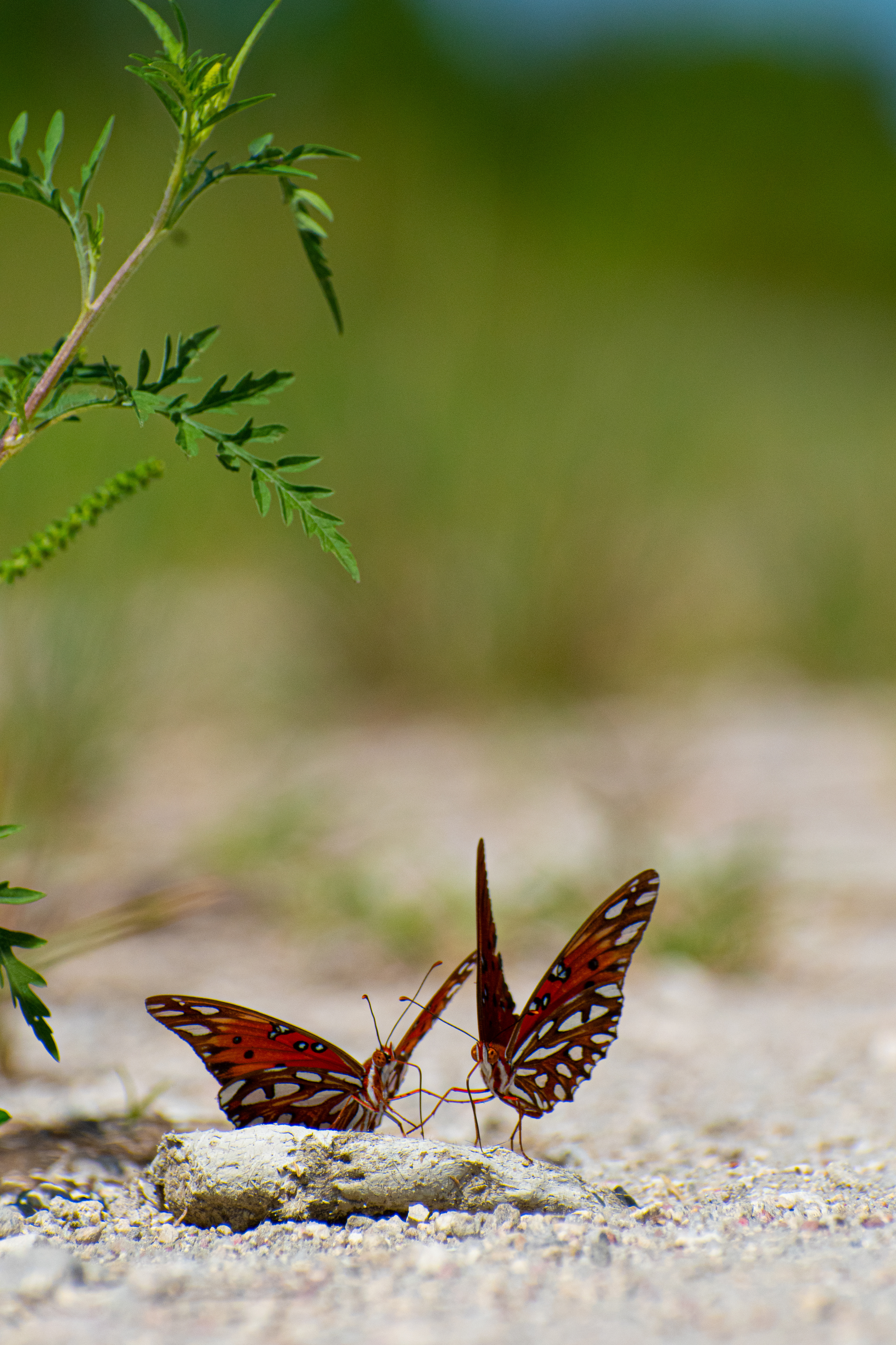 Gulf Fritillary or Passion Butterfly