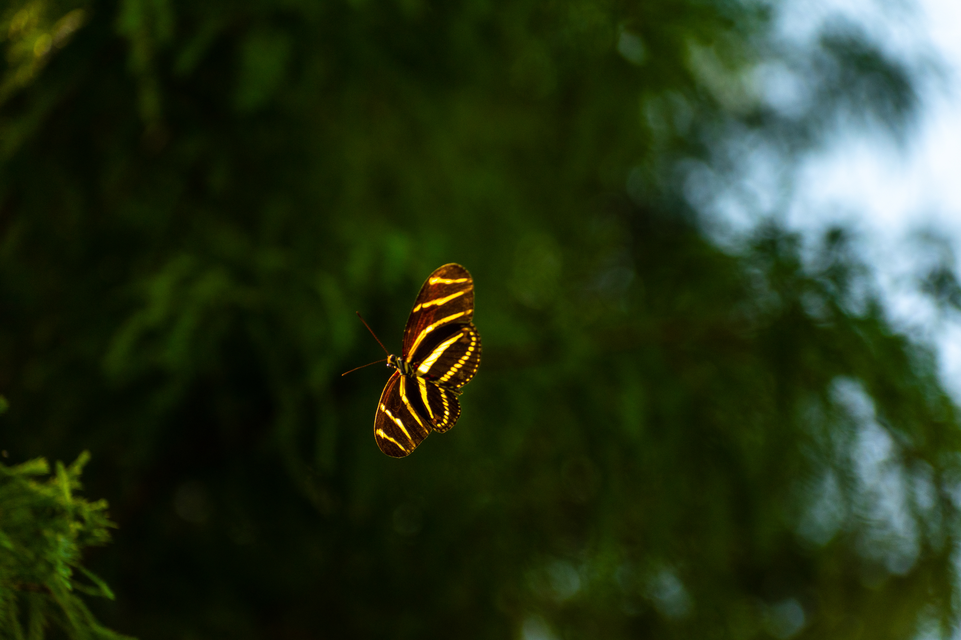 Heliconius charithonia, the zebra longwing or zebra heliconian