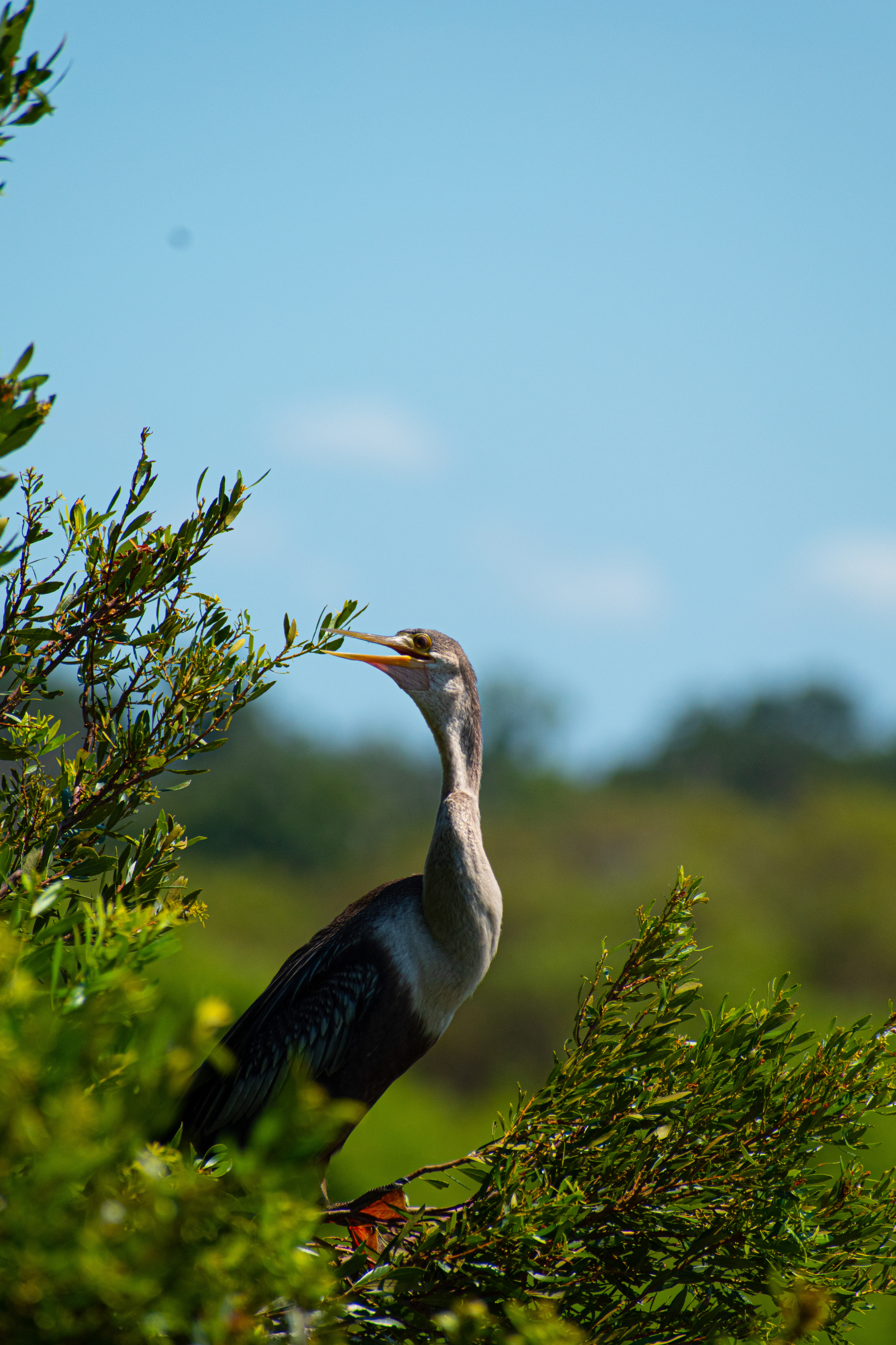 Anhinga, sometimes called snakebird, American darter or water turkey.