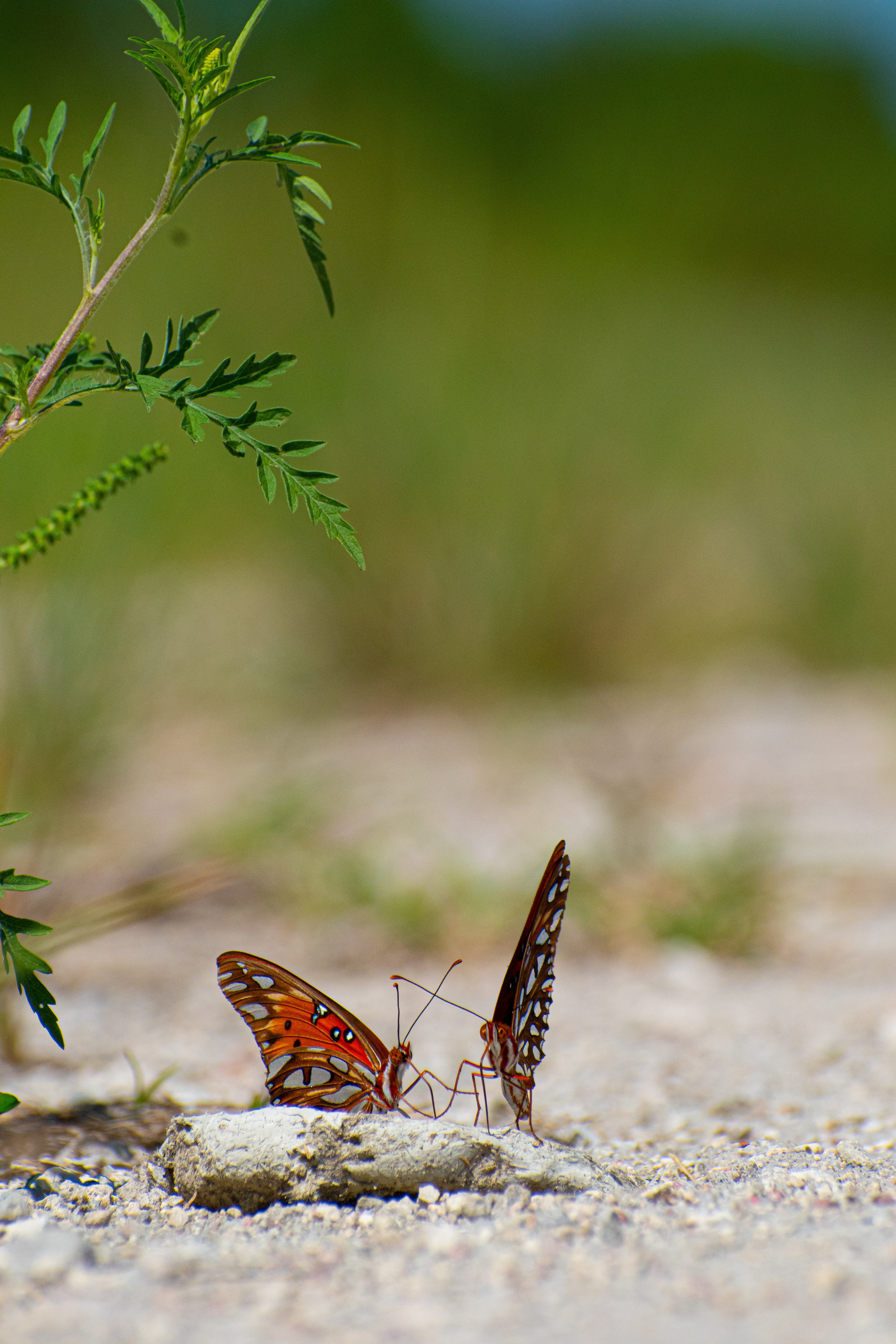 Gulf Fritillary or Passion Butterfly