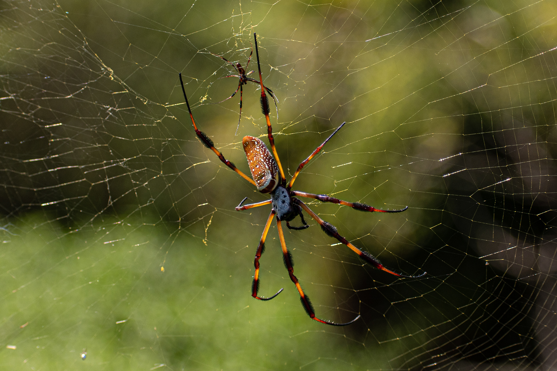 Trichonephila clavipes (Nephila claipes) commonly known as the golden silk orb-weaver, golden silk spider or banana spider