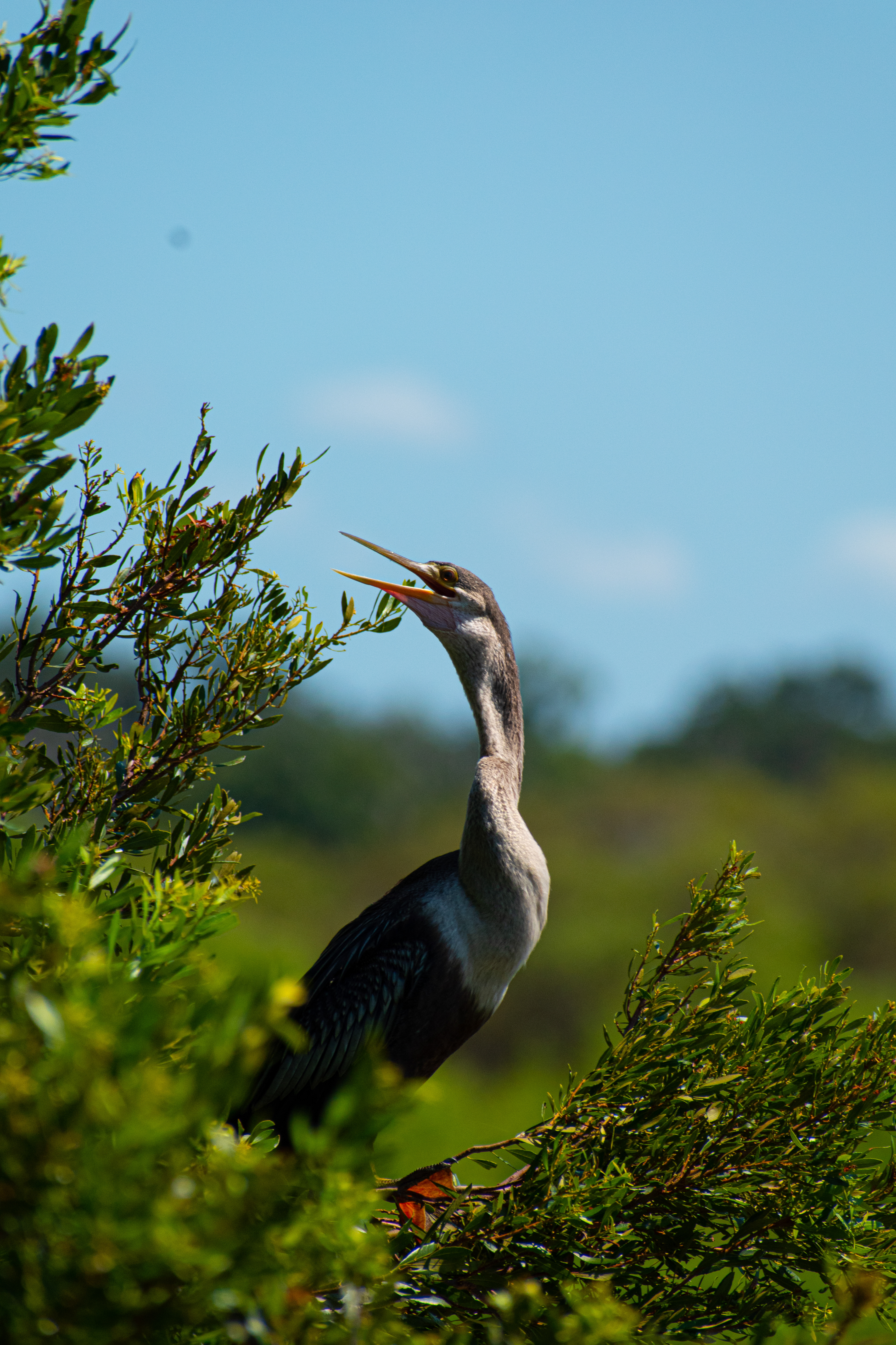 Anhinga, sometimes called snakebird, American darter or water turkey.