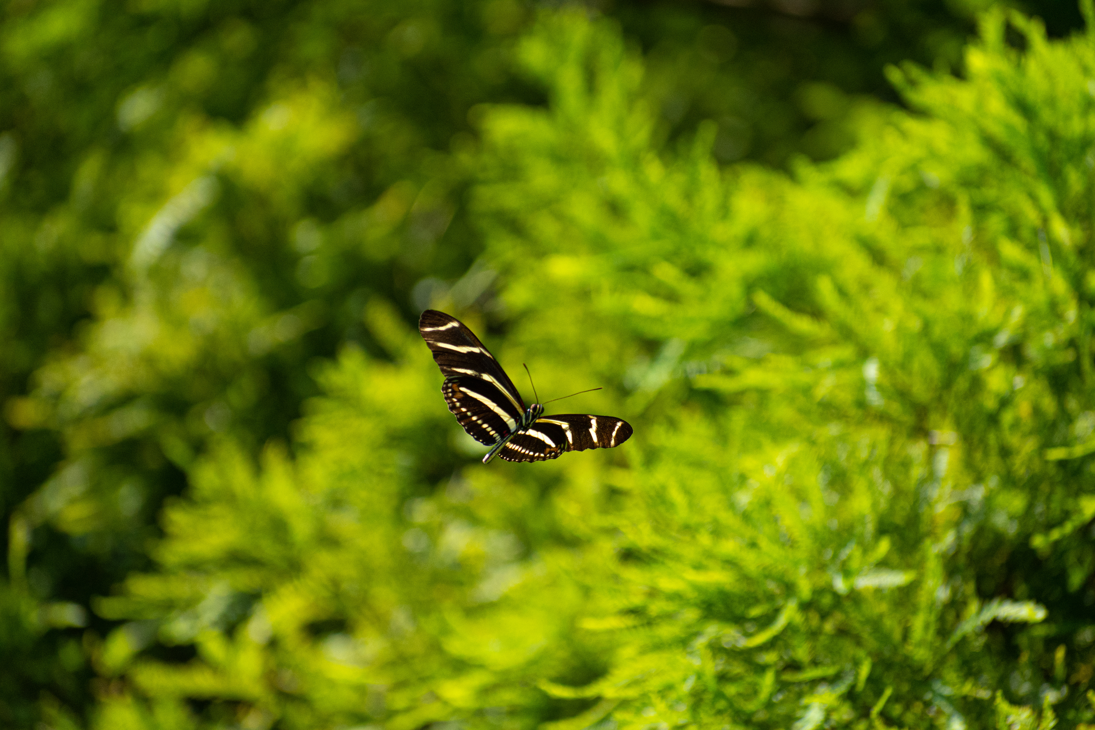 Heliconius charithonia, the zebra longwing or zebra heliconian