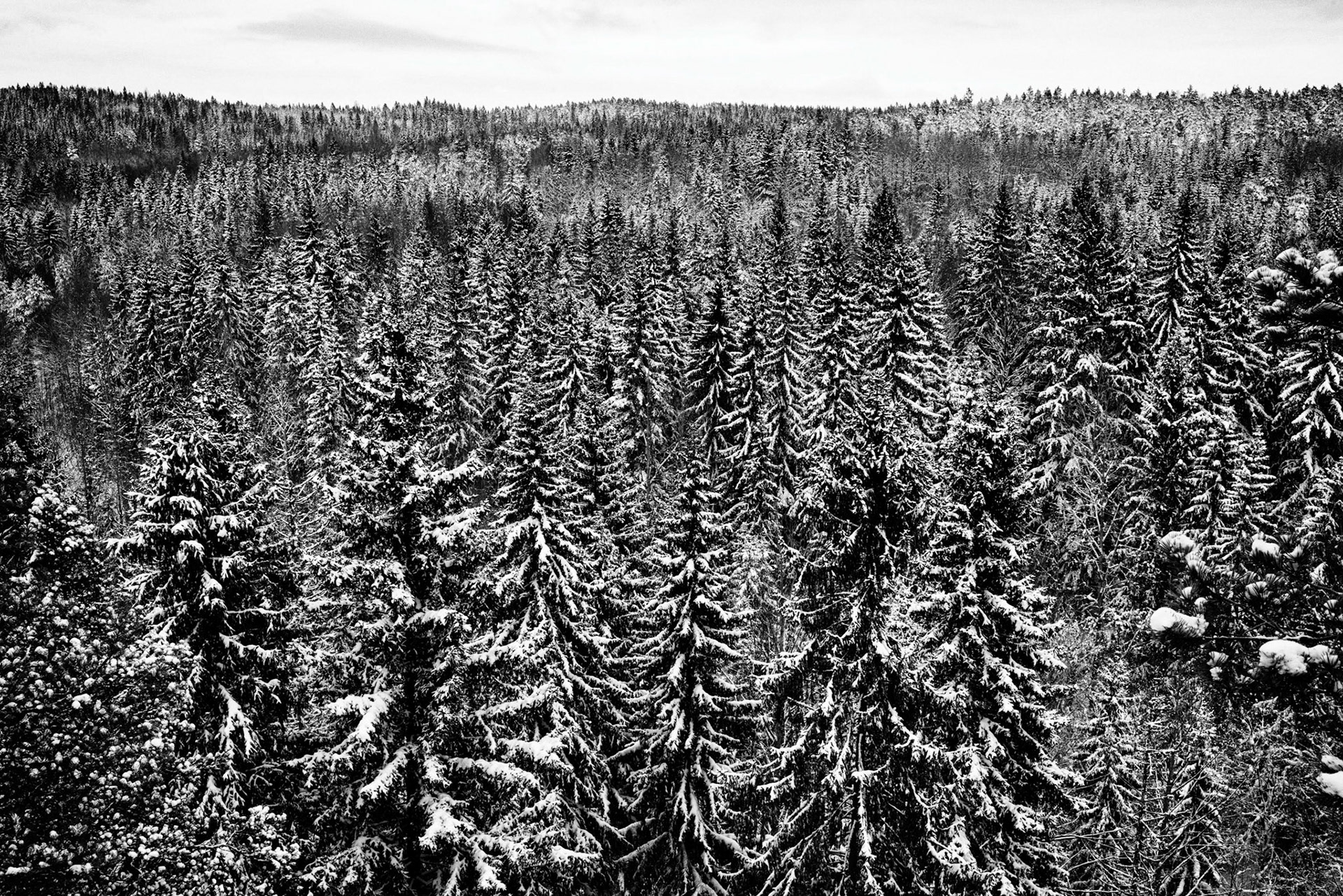 First snow on a cloudy day.