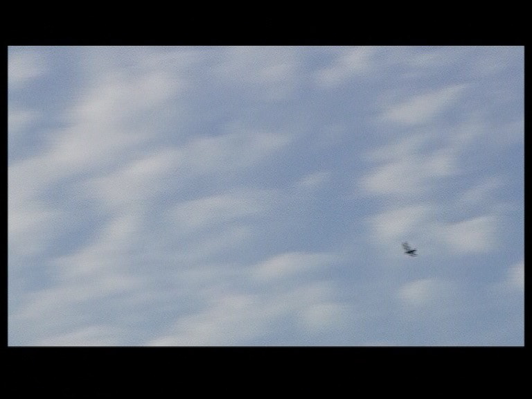 Palomero © Sophie Dettmar