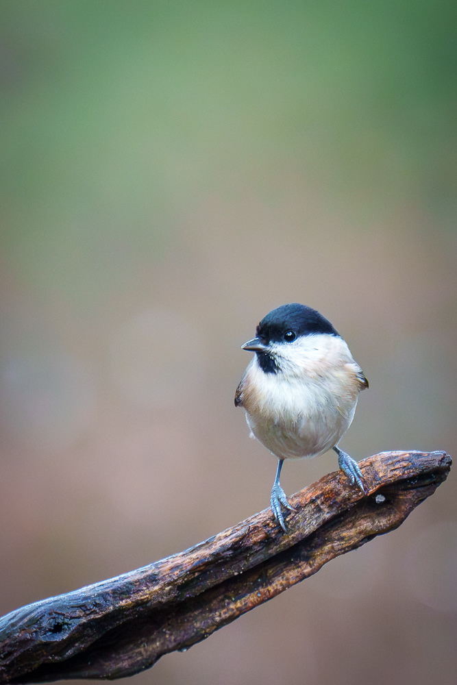 Sumpfmeise - 600mm f6.3 1/400 ISO 25600