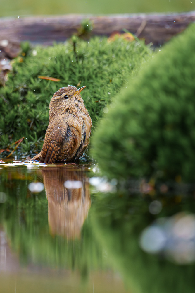 Zaunkönig - 600mm f6.3 1/800 ISO 8000
