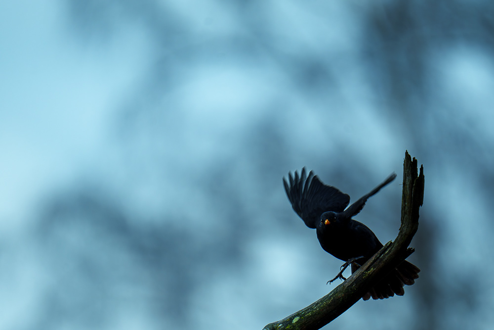 Amsel - 600mm f6.3 1/500 ISO 200