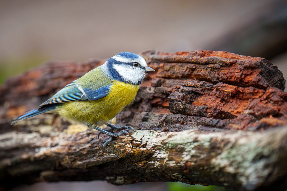 Blaumeise - 600mm f6.3 1/1000 ISO 5000