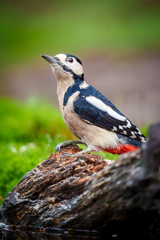 Buntspecht - 600mm f6.3 1/1000 ISO 4000