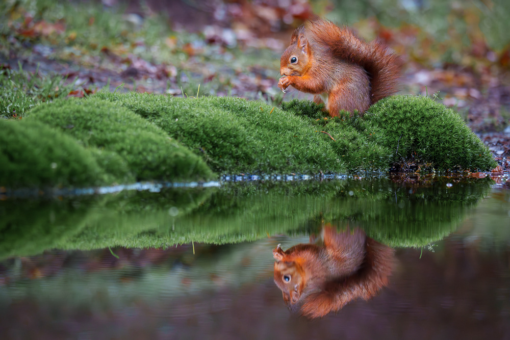 Eichhörnchen - 300mm f5.6 1/400 ISO 12800
