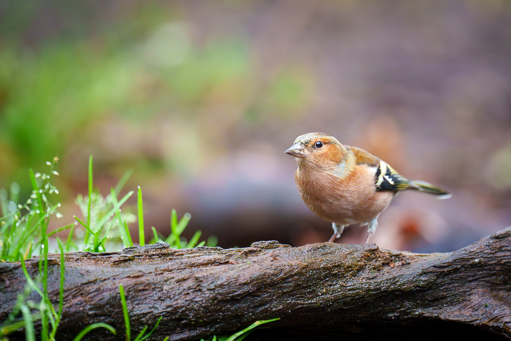 Buchfink - 600mm f6.3 1/400 ISO 5000