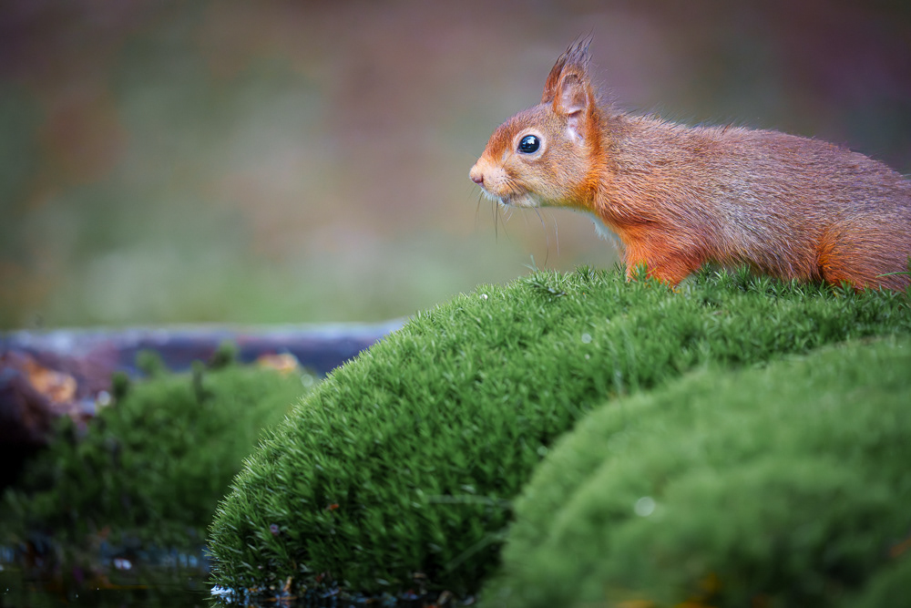 Eichhörnchen - 600mm f6.3 1/400 ISO 20000