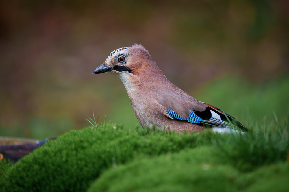 Eichelhäher - 600mm f6.3 1/640 ISO 1250