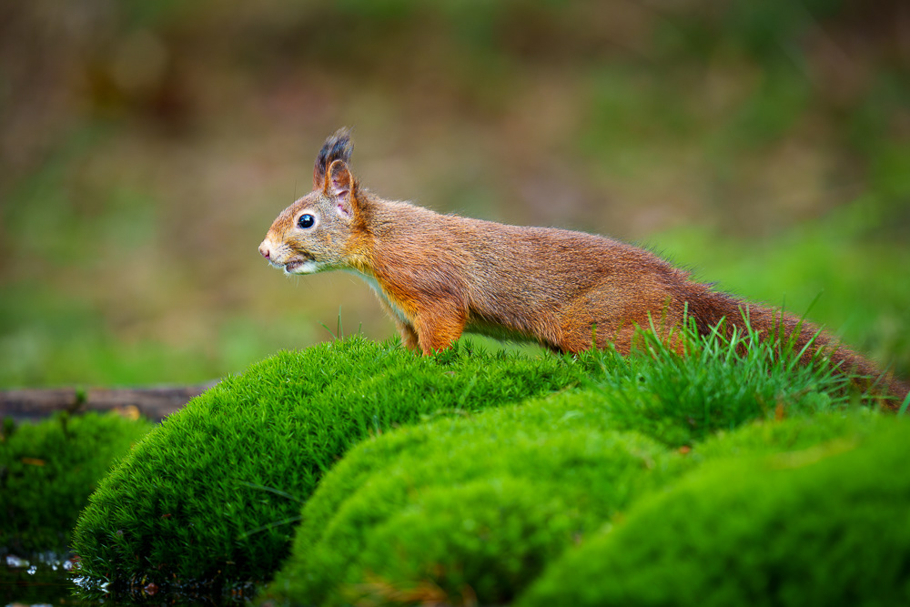 Eichhörnchen - 400mm f6.3 1/640 ISO 3200