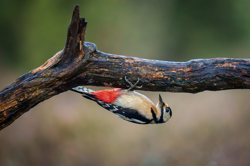 Buntspecht - 600mm f6.3 1/400 ISO 20000