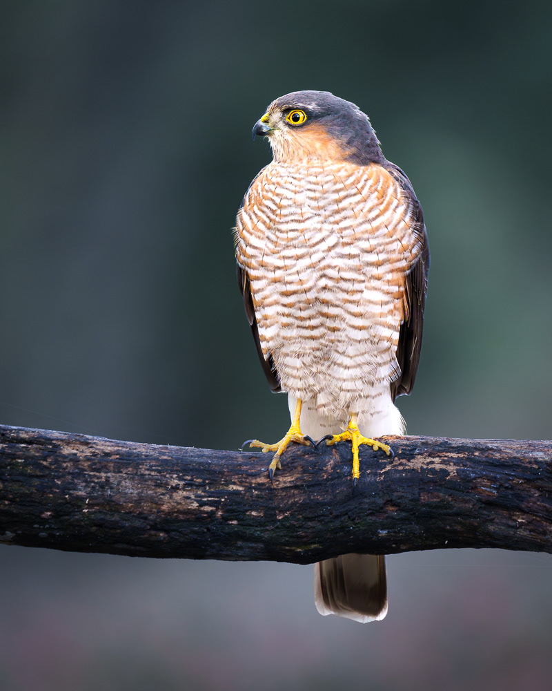 Sperber - 600mm f6.3 1/640 ISO 1600