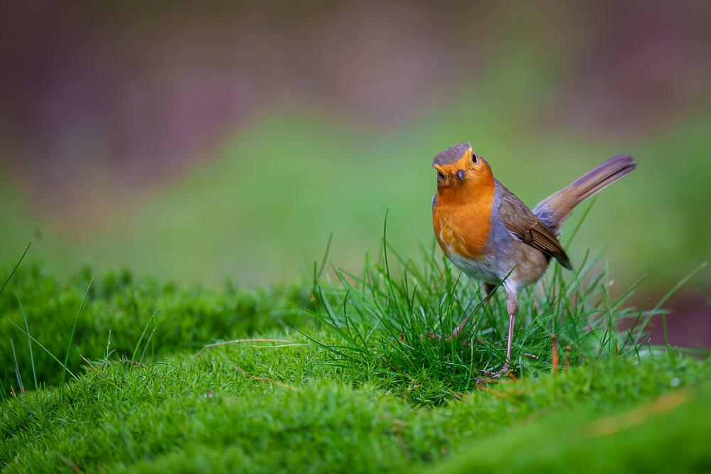 Rotkehlchen - 600mm f6.3 1/1000 ISO 5000