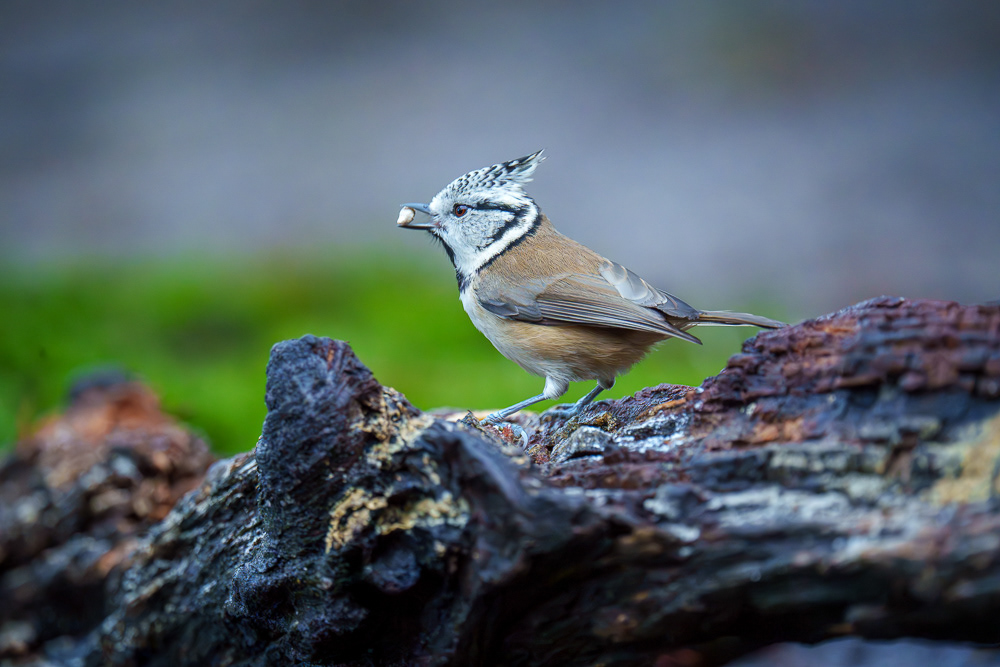 Haubenmeise - 600mm f6.3 1/400 ISO 6400