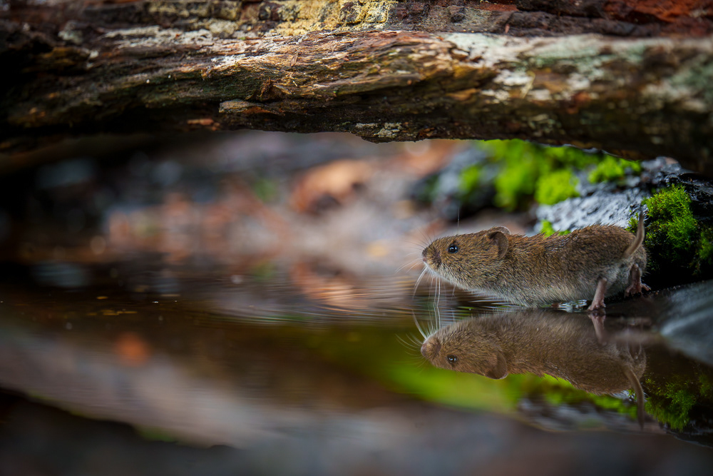 Maus - 600mm f6.3 1/400 ISO 4000