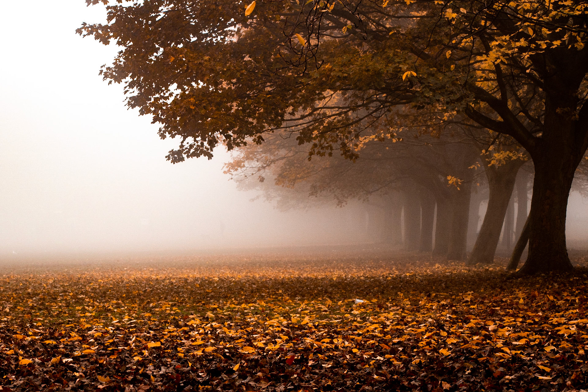 Meadows, Edinburgh